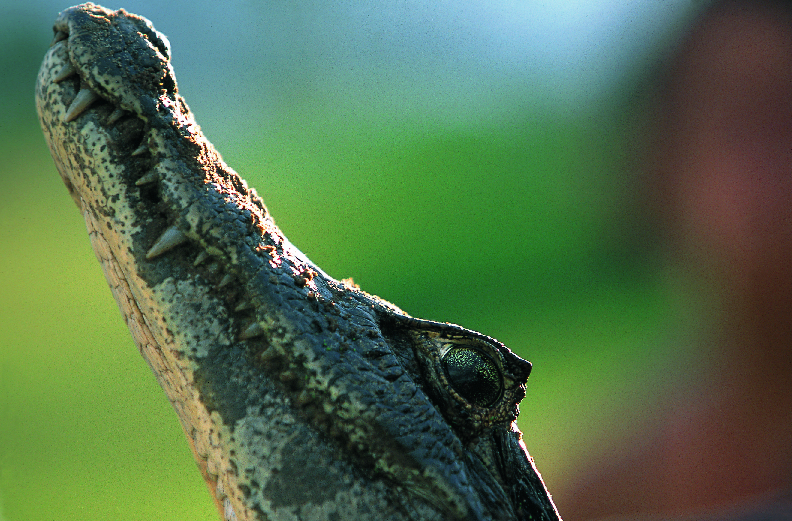 Dominique Leroy, Petit crocodile. Pantanal. Brésil Dominique Leroy, Petit crocodile. Pantanal. Brésil