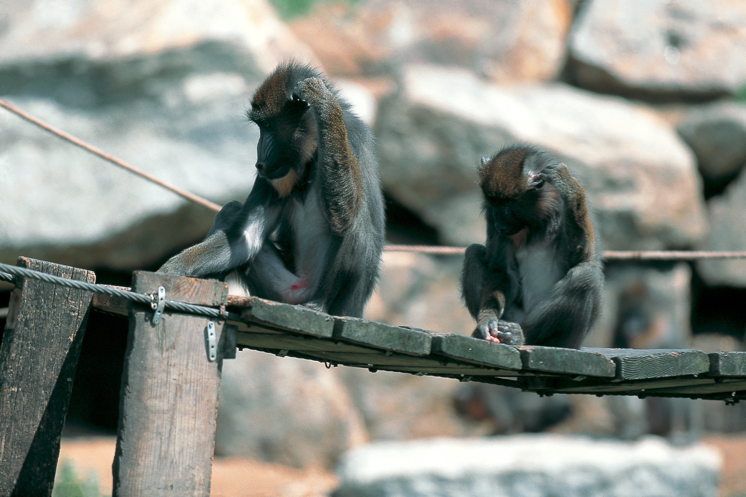 Dominique Leroy, Tel père tel fils. Singe. Afrique Dominique Leroy, Tel père tel fils. Singe. Afrique