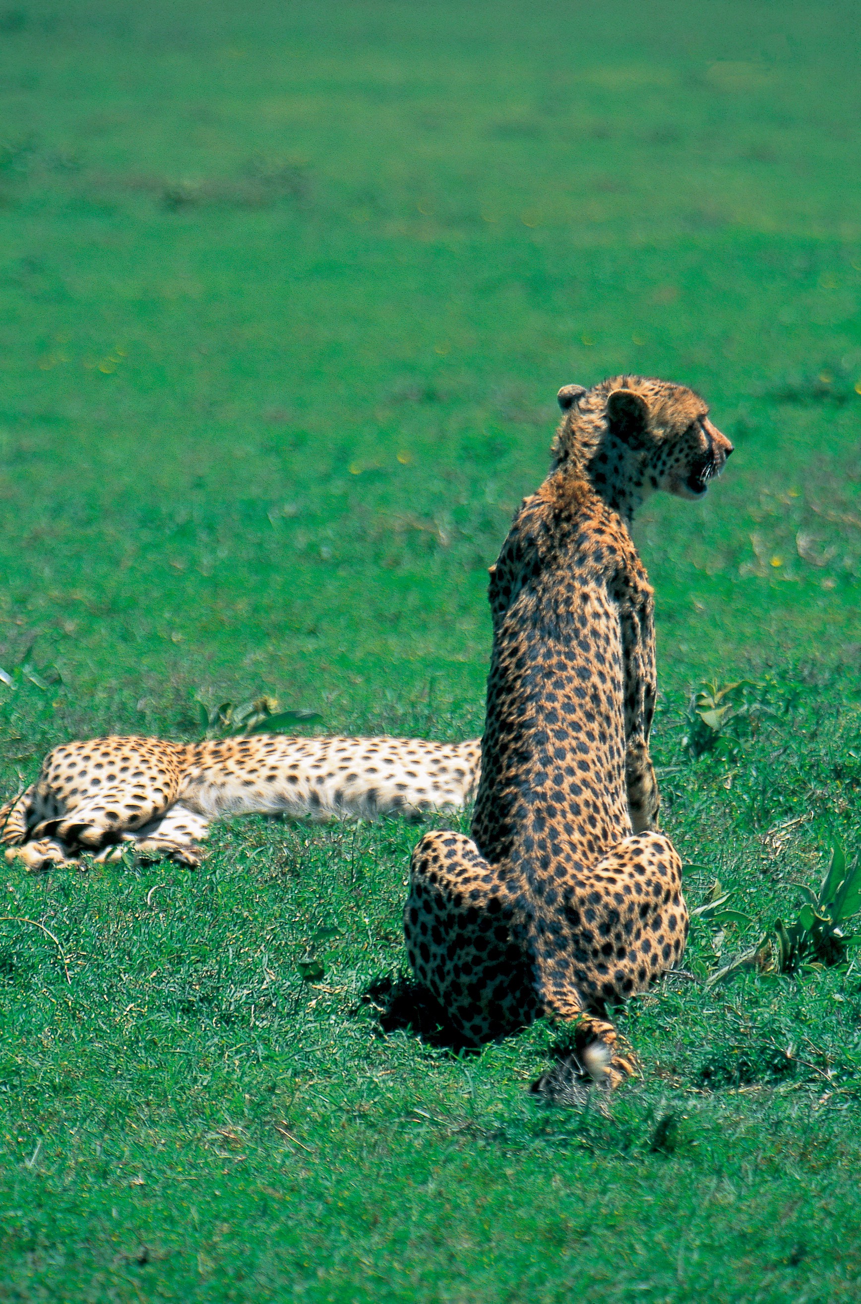 Dominique Leroy, Léopard aux aguets. Tanzanie Dominique Leroy, Léopard aux aguets. Tanzanie