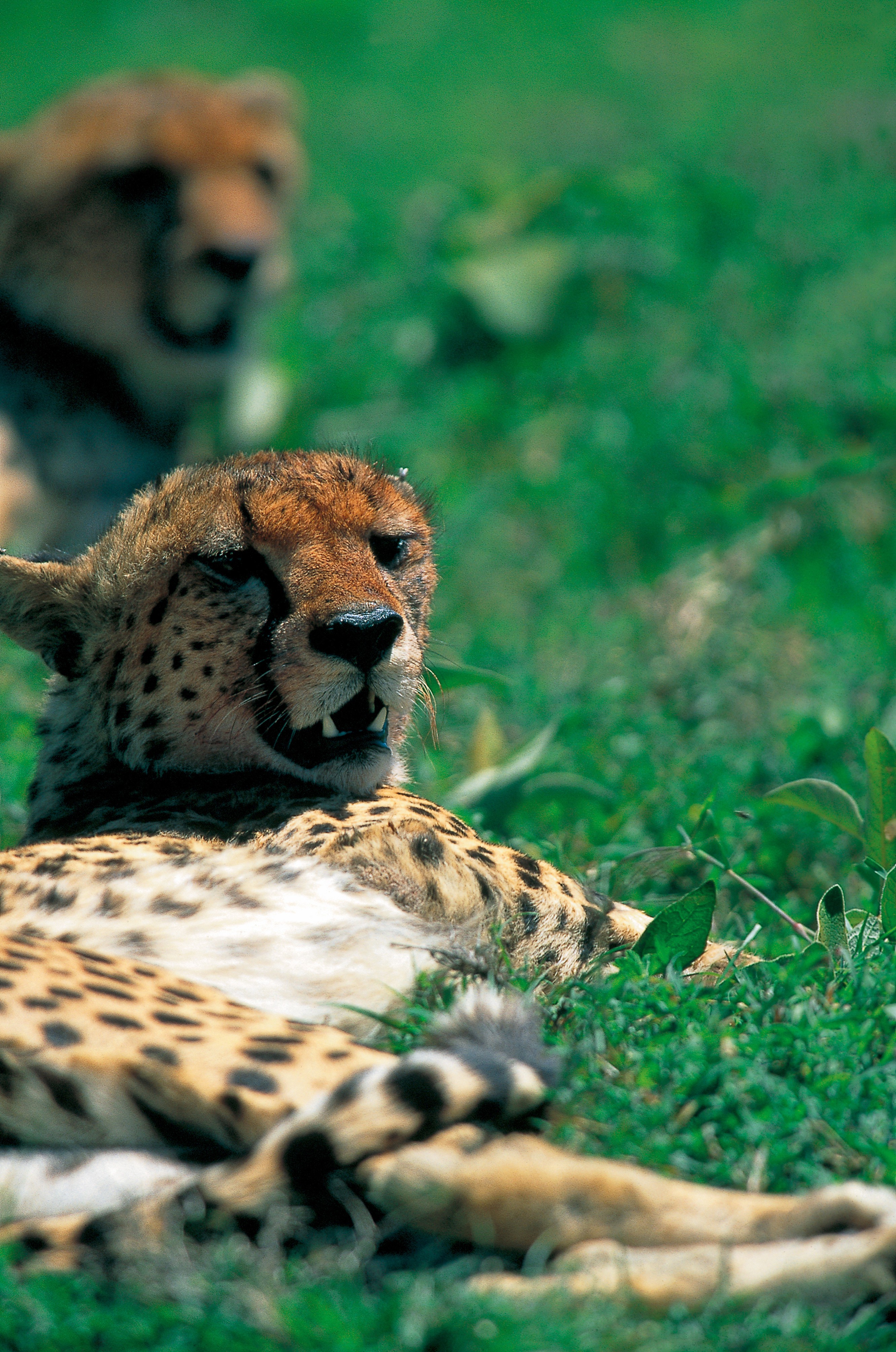 Dominique Leroy, Couple de Léopard à la sieste. Tanzanie Dominique Leroy, Couple de Léopard à la sieste. Tanzanie