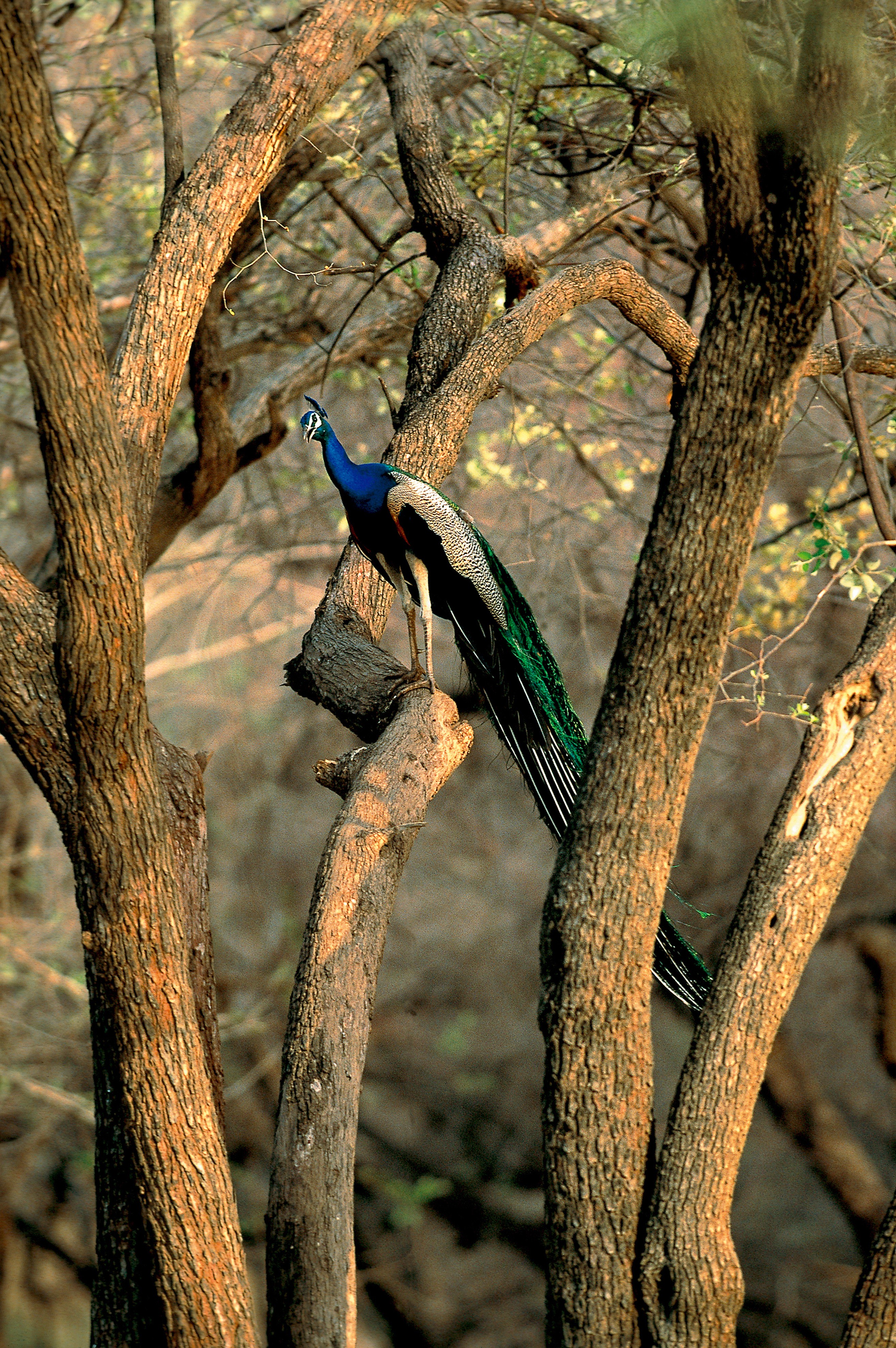 Dominique Leroy, Paon Male aux couleurs somptueuse. Inde Dominique Leroy, Paon Male aux couleurs somptueuse. Inde