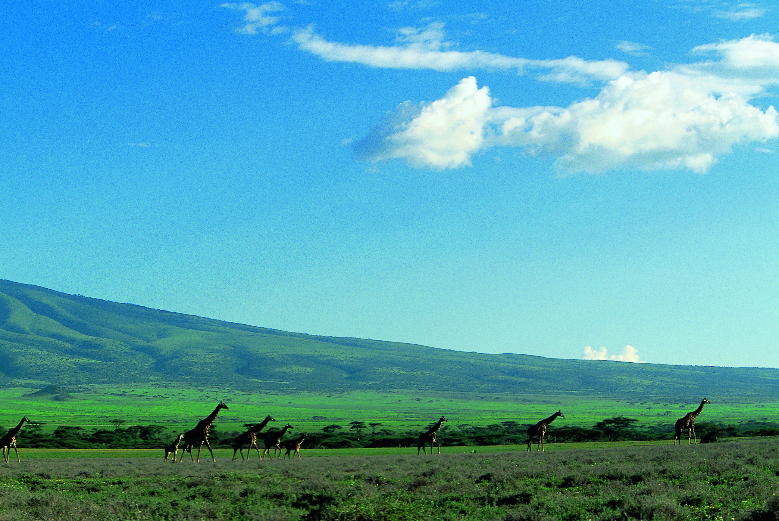 Dominique Leroy, Troupe de Girafe dans le Serengetti. Tanzanie Dominique Leroy, Troupe de Girafe dans le Serengetti. Tanzanie