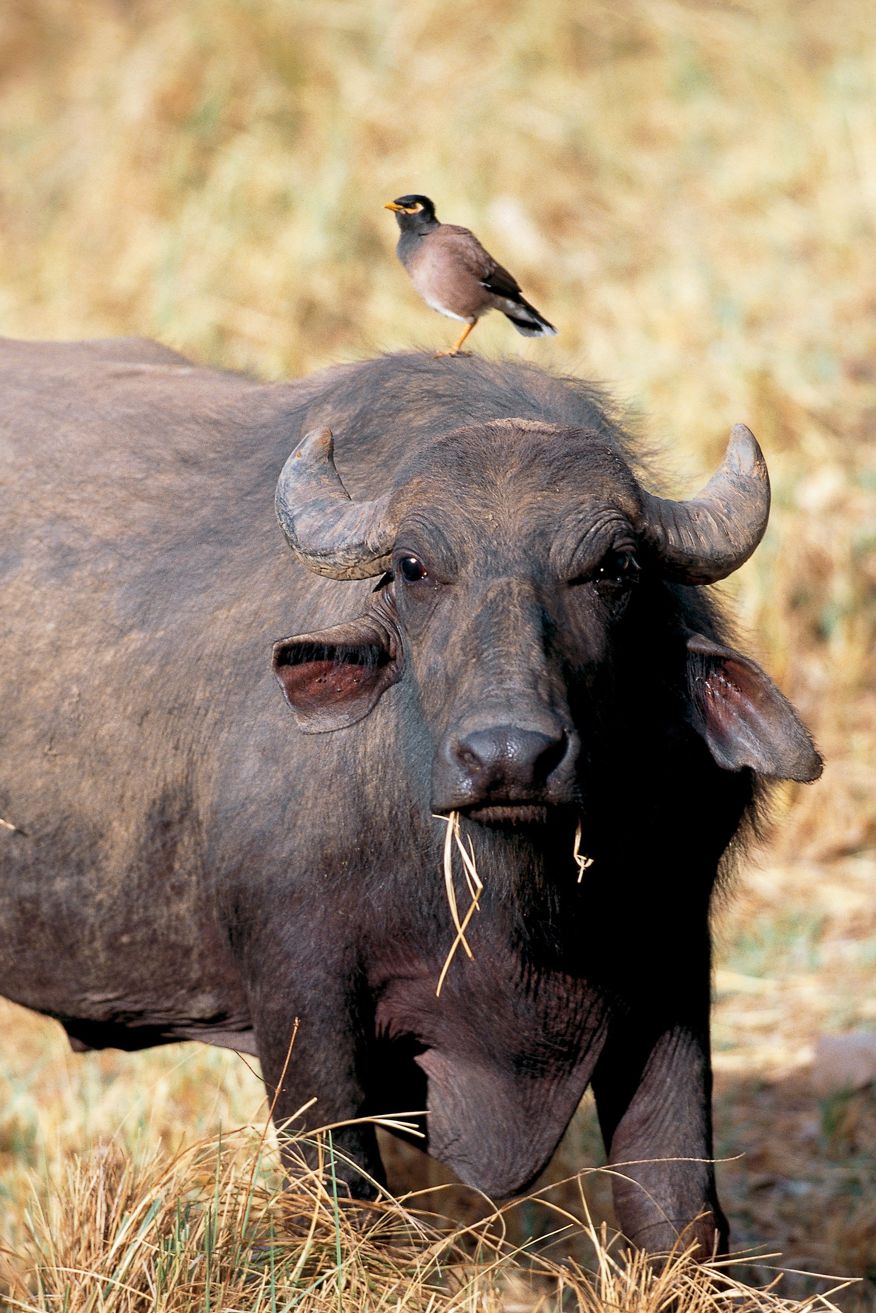 Dominique Leroy, Buffle et son compagnon. Inde Dominique Leroy, Buffle et son compagnon. Inde