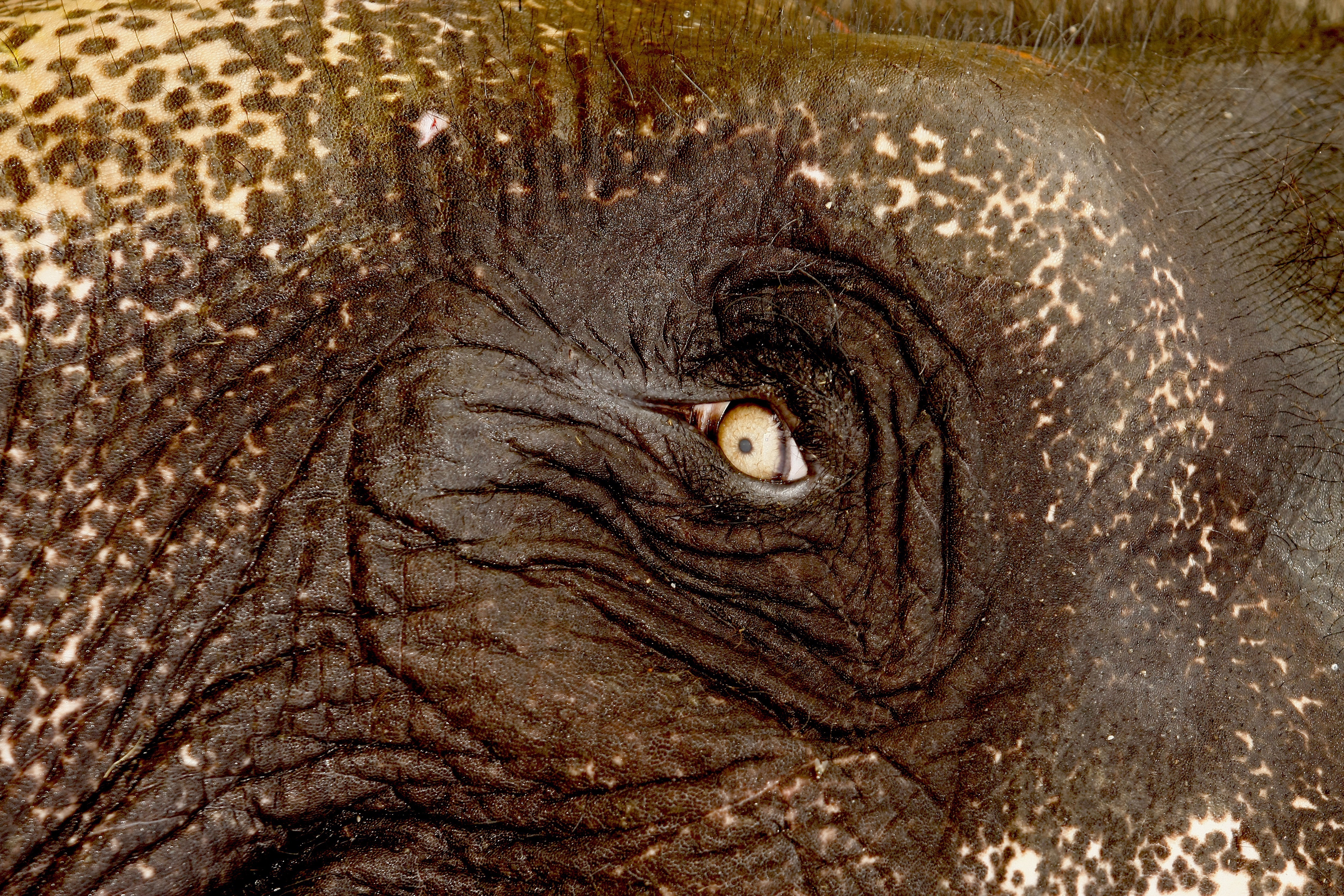 Dominique Leroy, Œil d'éléphant. Inde du nord Dominique Leroy, Œil d'éléphant. Inde du nord