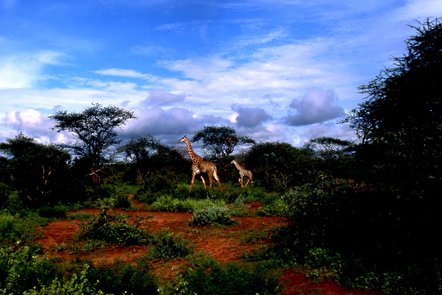 Dominique Leroy, Girafe et girafon. Kenya Dominique Leroy, Girafe et girafon. Kenya