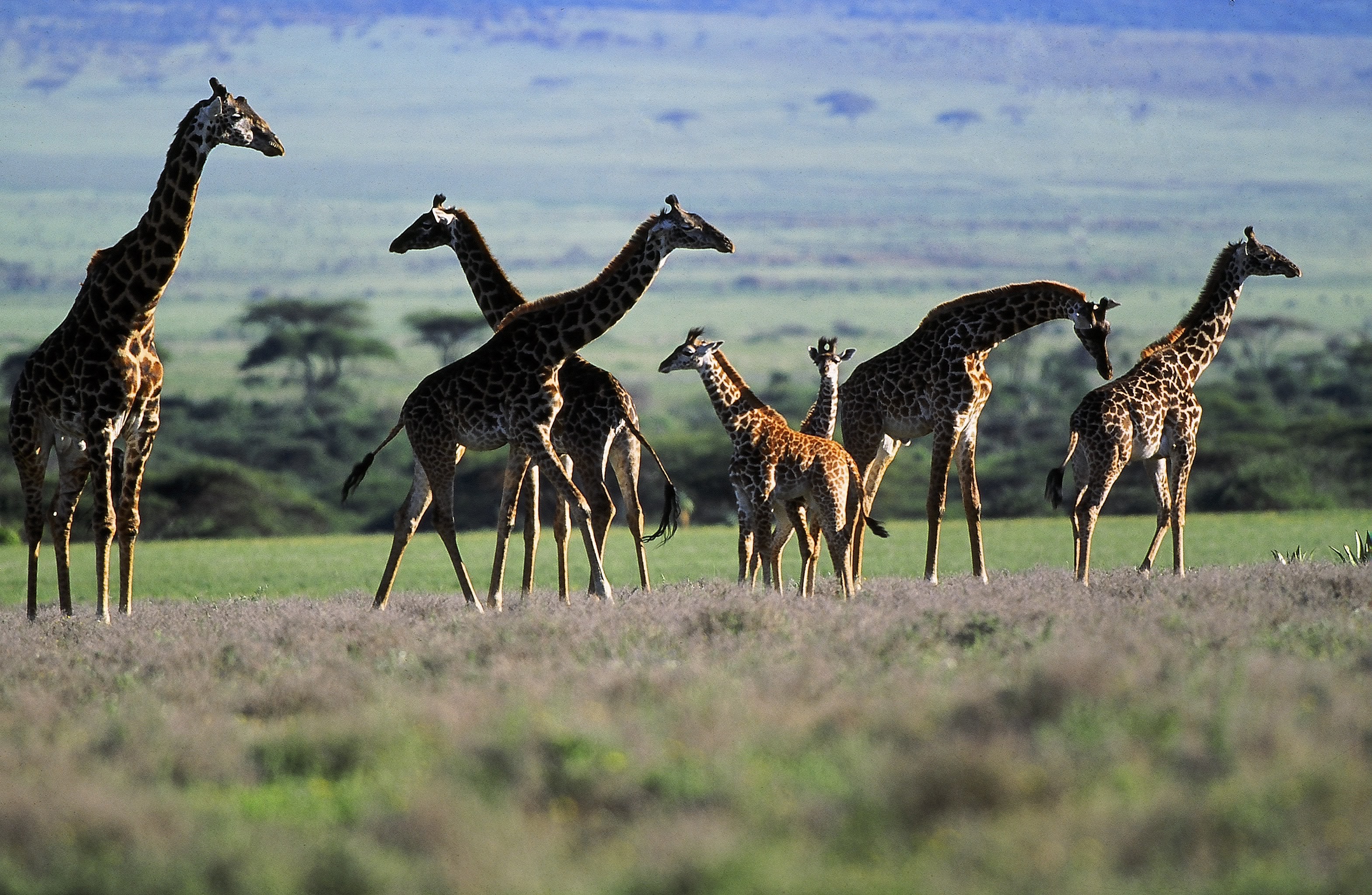 Dominique Leroy, Parc du Serengetti. Girafe. Tanzanie Dominique Leroy, Parc du Serengetti. Girafe. Tanzanie