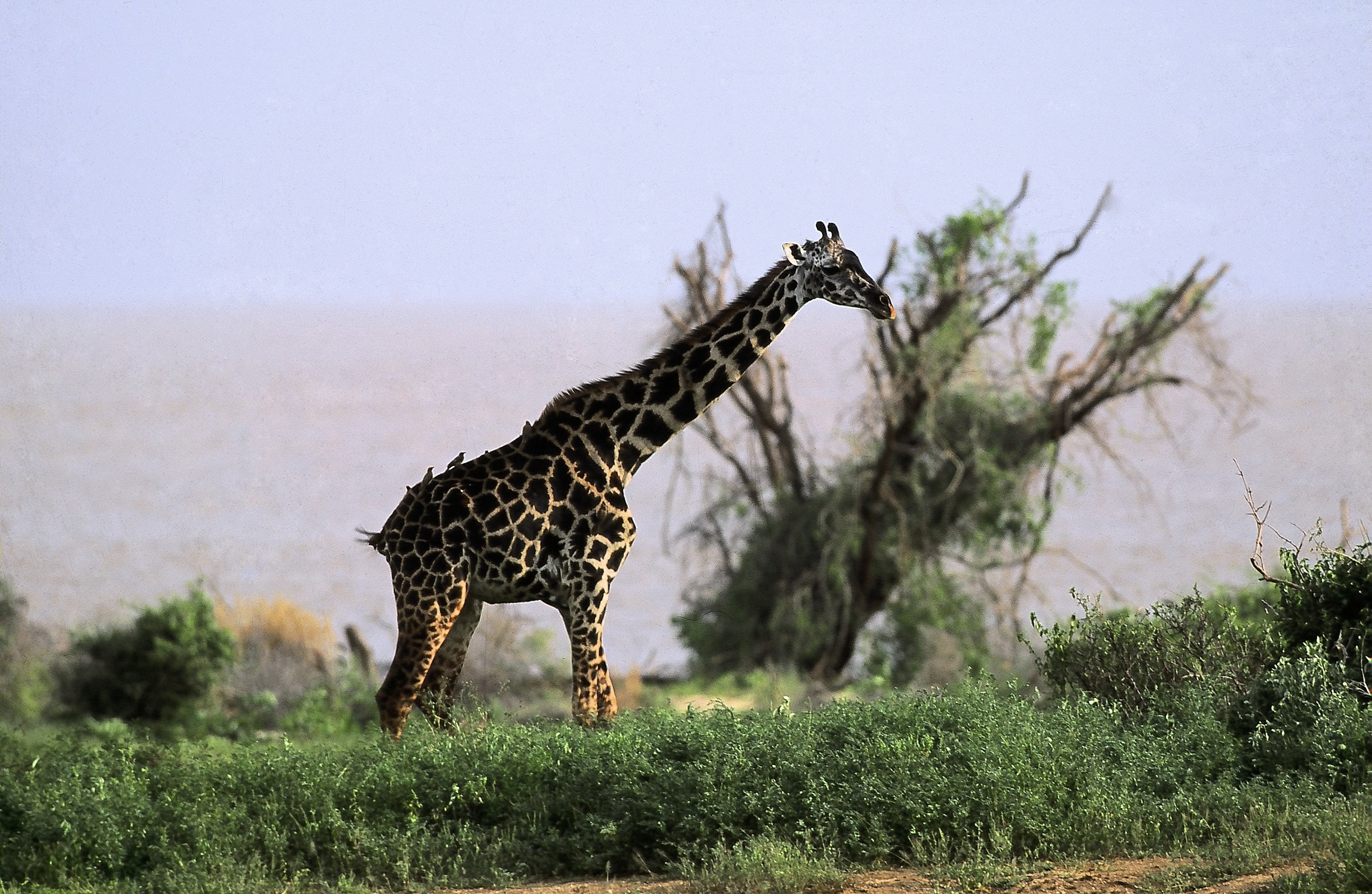 Dominique Leroy, Parc du Tarangire. Girafe. Tanzanie Dominique Leroy, Parc du Tarangire. Girafe. Tanzanie