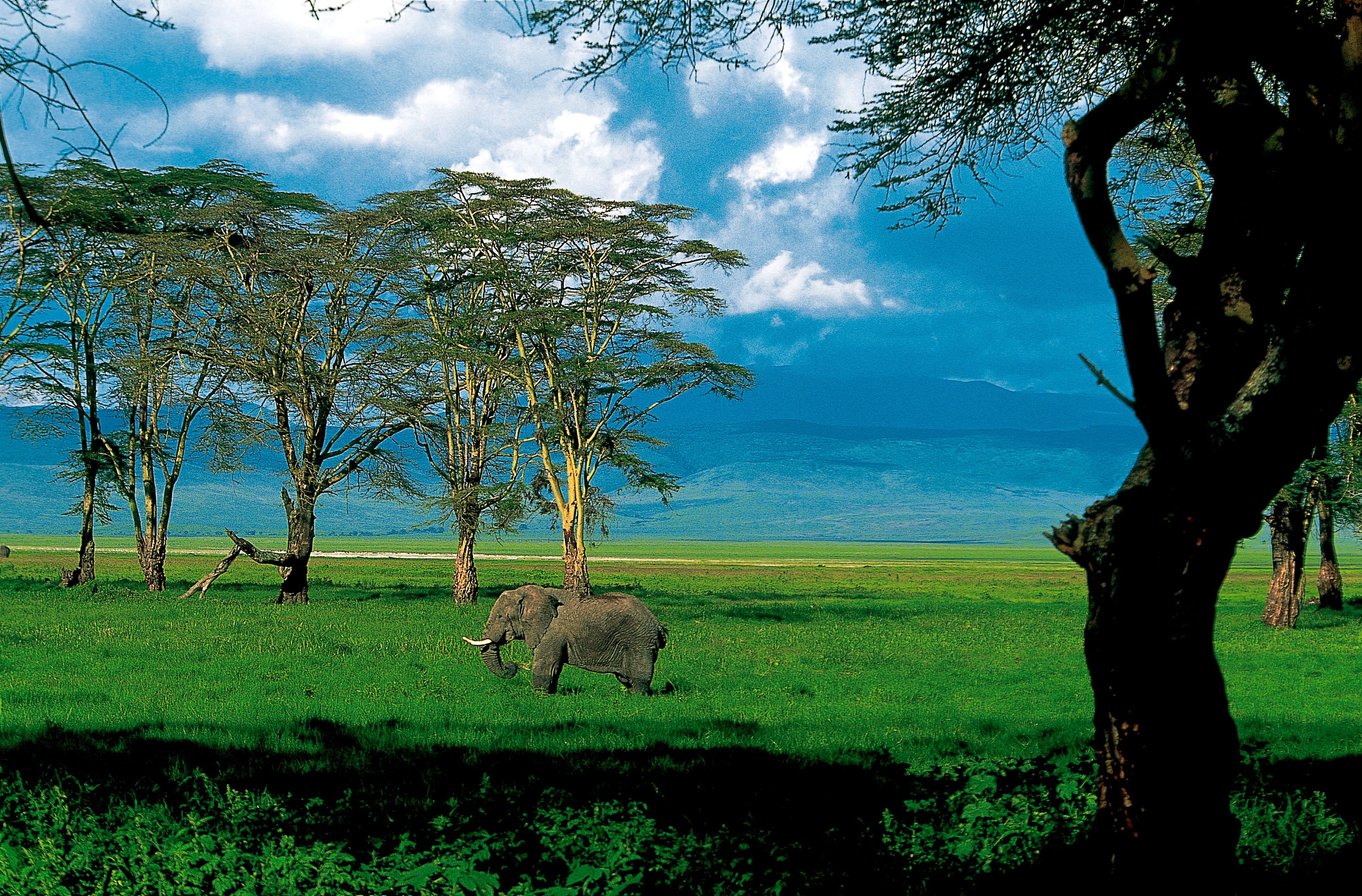 Dominique Leroy, Solitude de l'éléphant dans le cratère du Ngorongoro. Tanzanie Dominique Leroy, Solitude de l'éléphant dans le cratère du Ngorongoro. Tanzanie