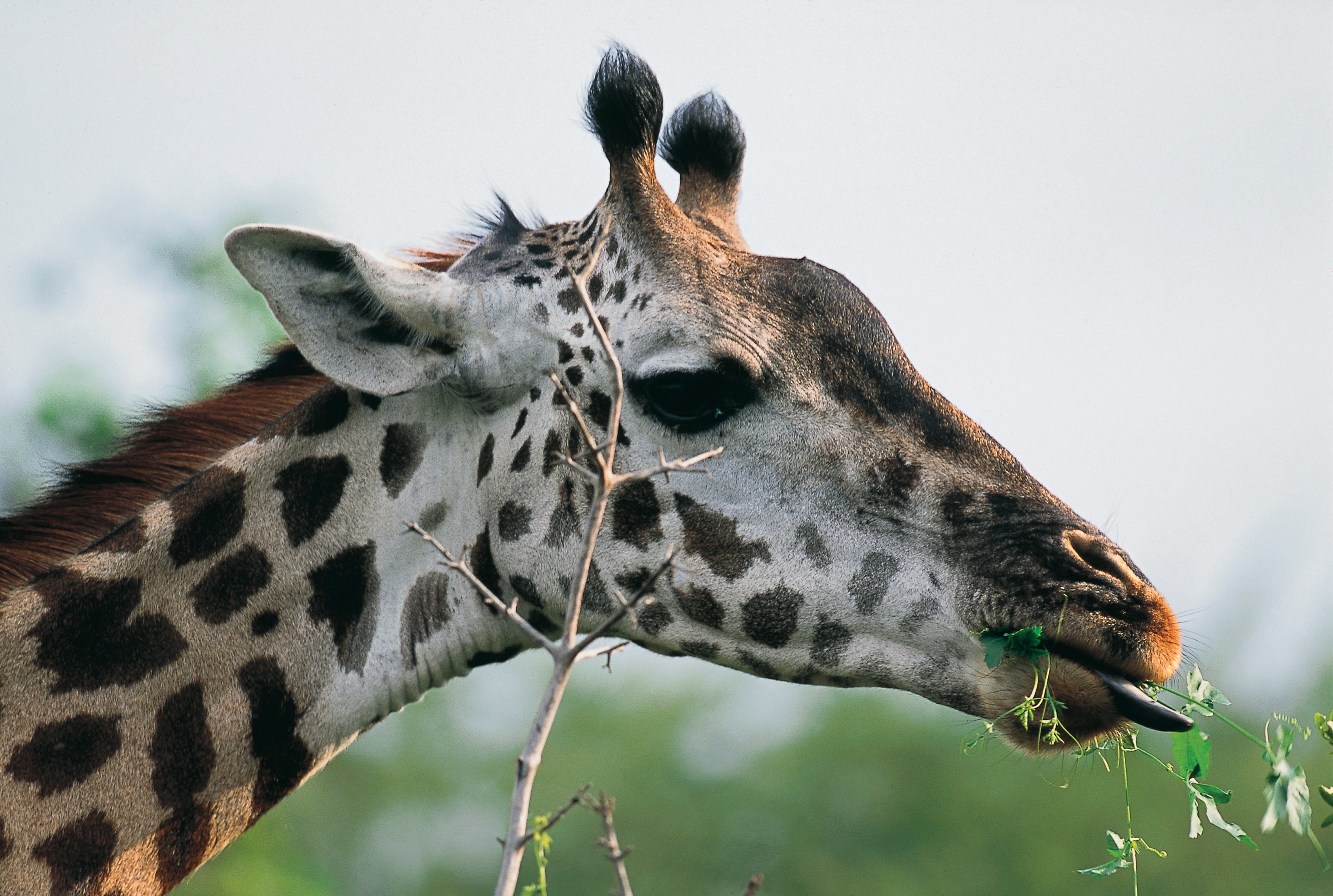 Dominique Leroy, Girafe et acacias. Tanzanie Dominique Leroy, Girafe et acacias. Tanzanie