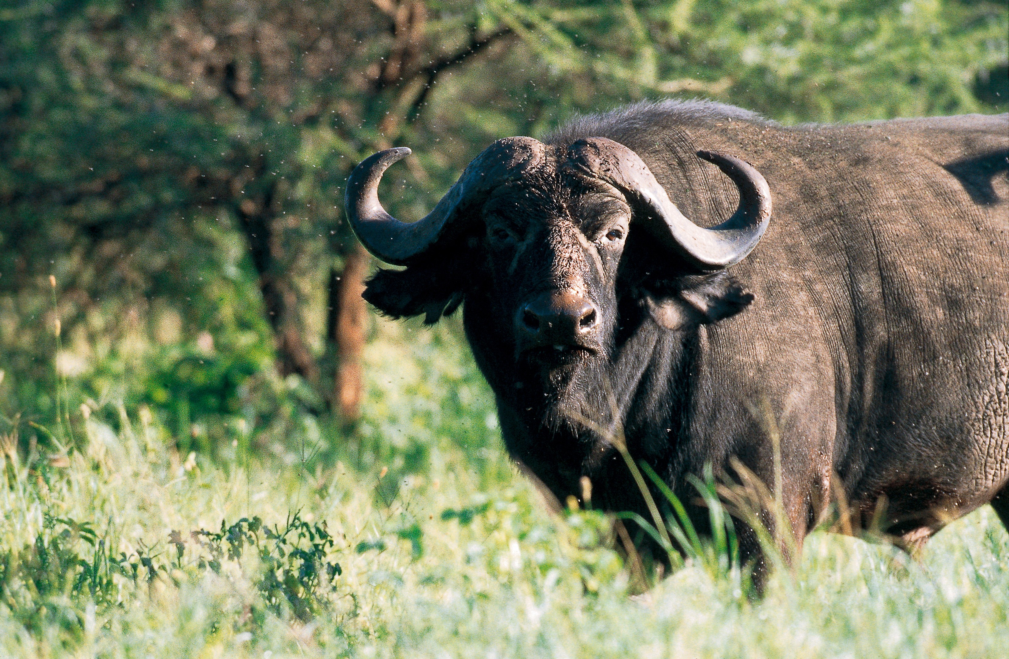 Dominique Leroy, Regard paisible du buffle. Tanzanie Dominique Leroy, Regard paisible du buffle. Tanzanie