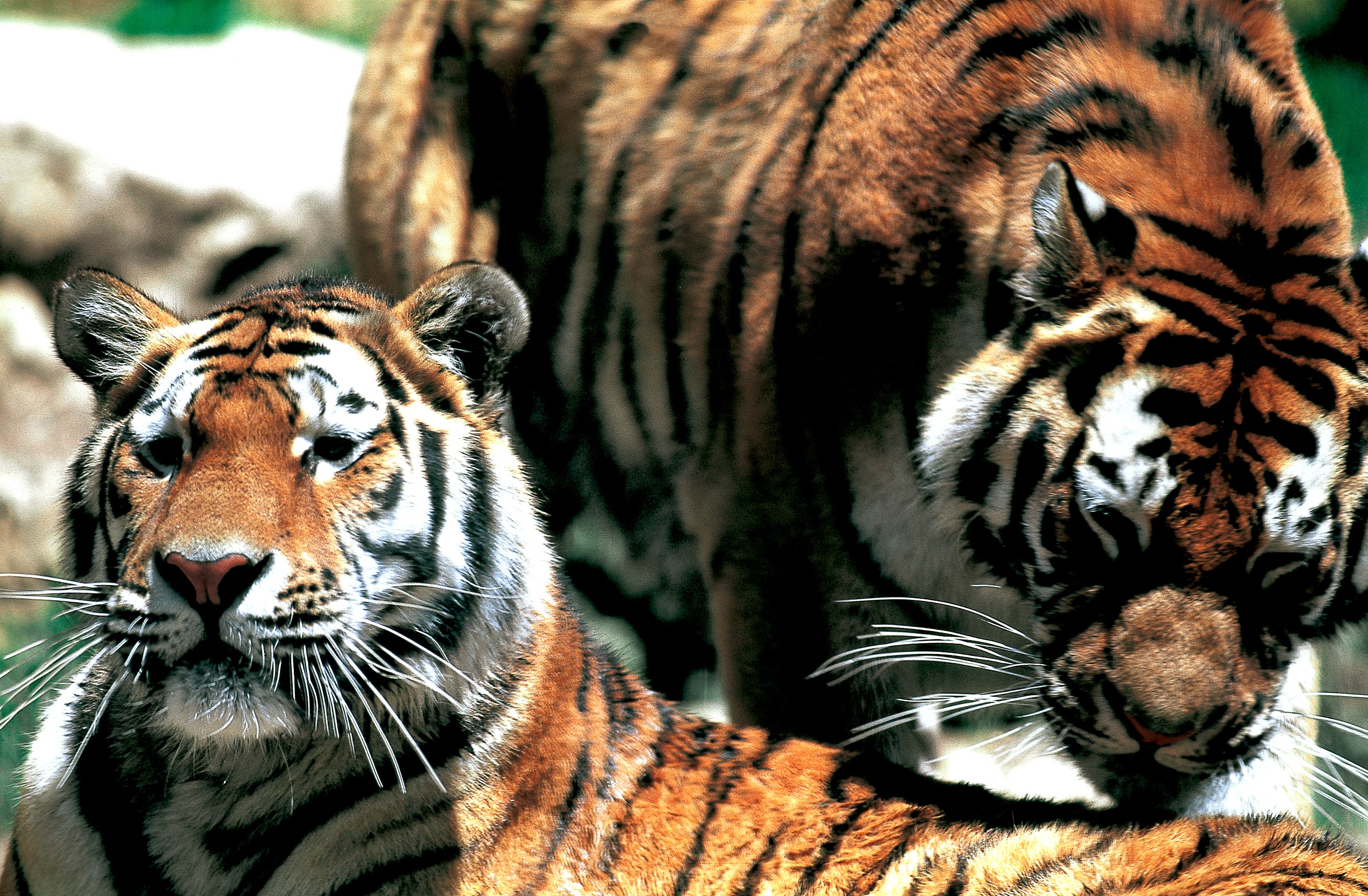 Dominique Leroy, Couple de Tigre du Bengale. Inde Dominique Leroy, Couple de Tigre du Bengale. Inde