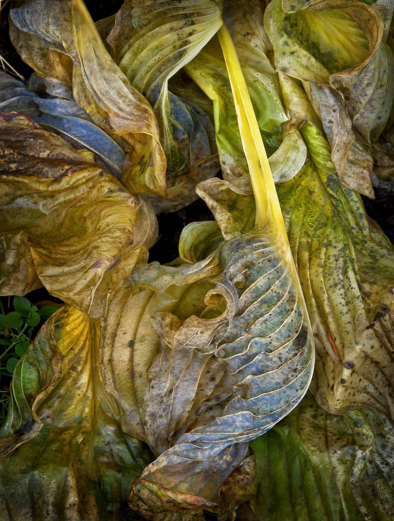 Russ Martin, Baroque Leaves (Colour) Russ Martin, Baroque Leaves (Colour)
