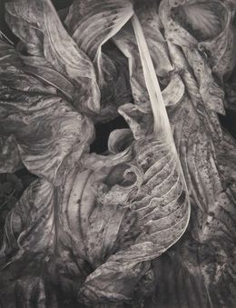Photography, Baroque Leaves (B&W), Russ Martin