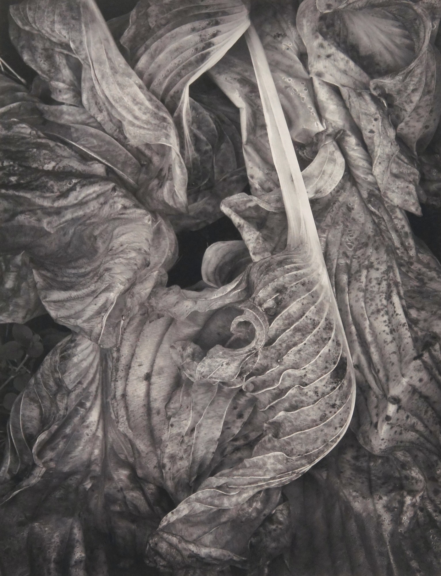 Russ Martin, Baroque Leaves (B&W) Russ Martin, Baroque Leaves (B&W)