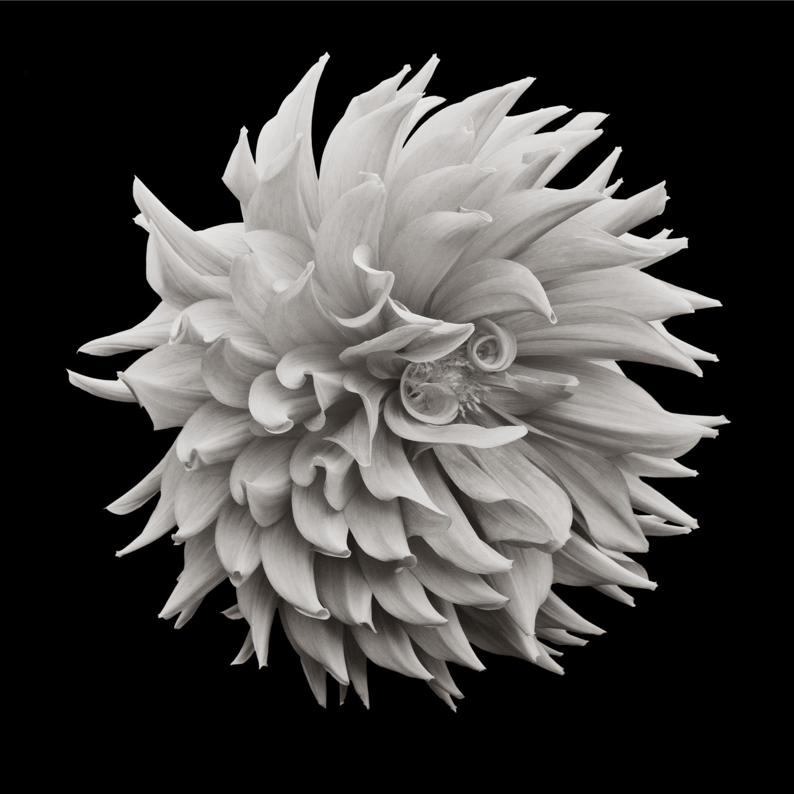 Russ Martin, Floral Ecstasy #12 Russ Martin, Floral Ecstasy #12