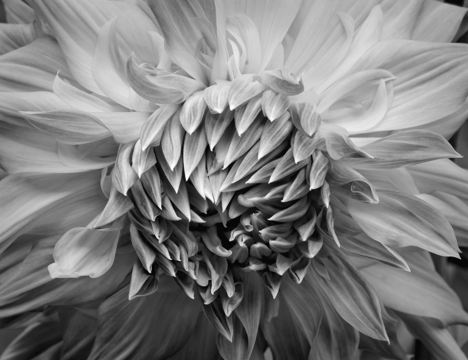 Russ Martin, Floral Ecstasy #1 Russ Martin, Floral Ecstasy #1