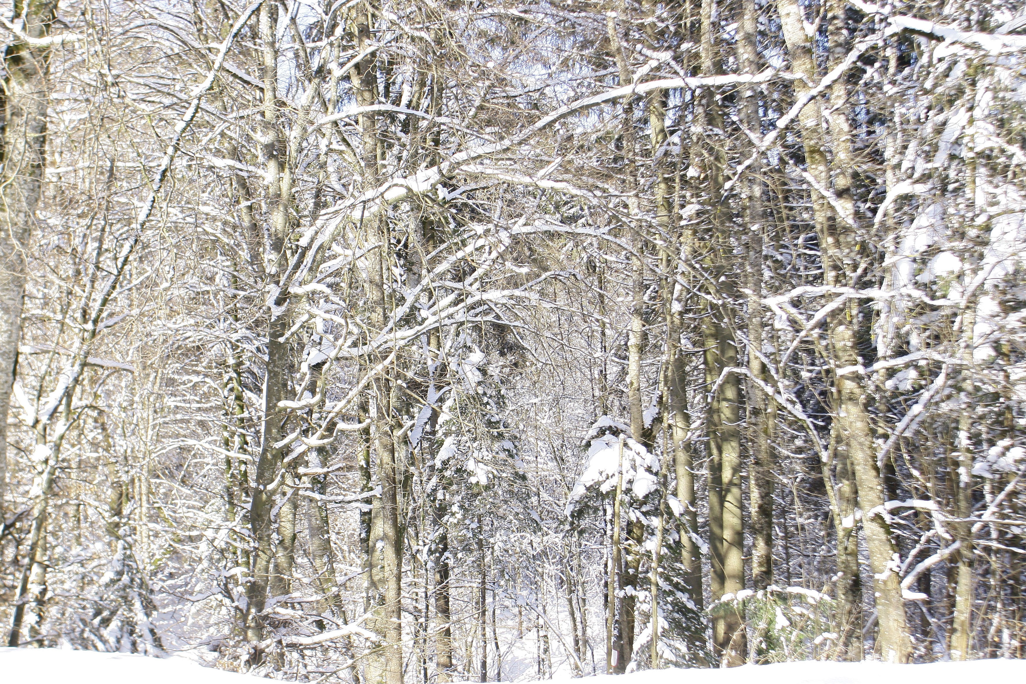 Dominique Leroy, Foret blanche. France Dominique Leroy, Foret blanche. France