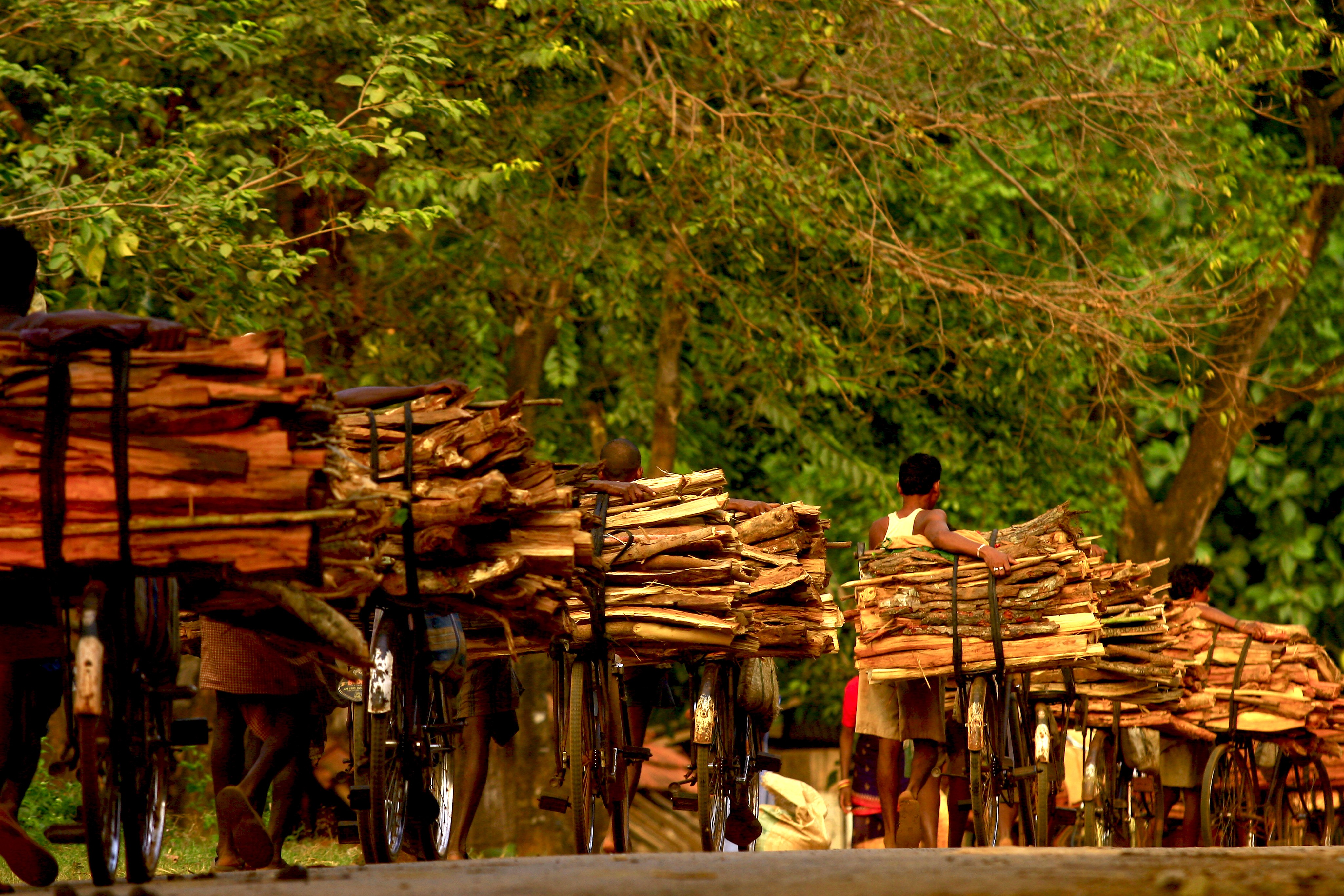 Dominique Leroy, Vélo et bois de santal. Inde Dominique Leroy, Vélo et bois de santal. Inde