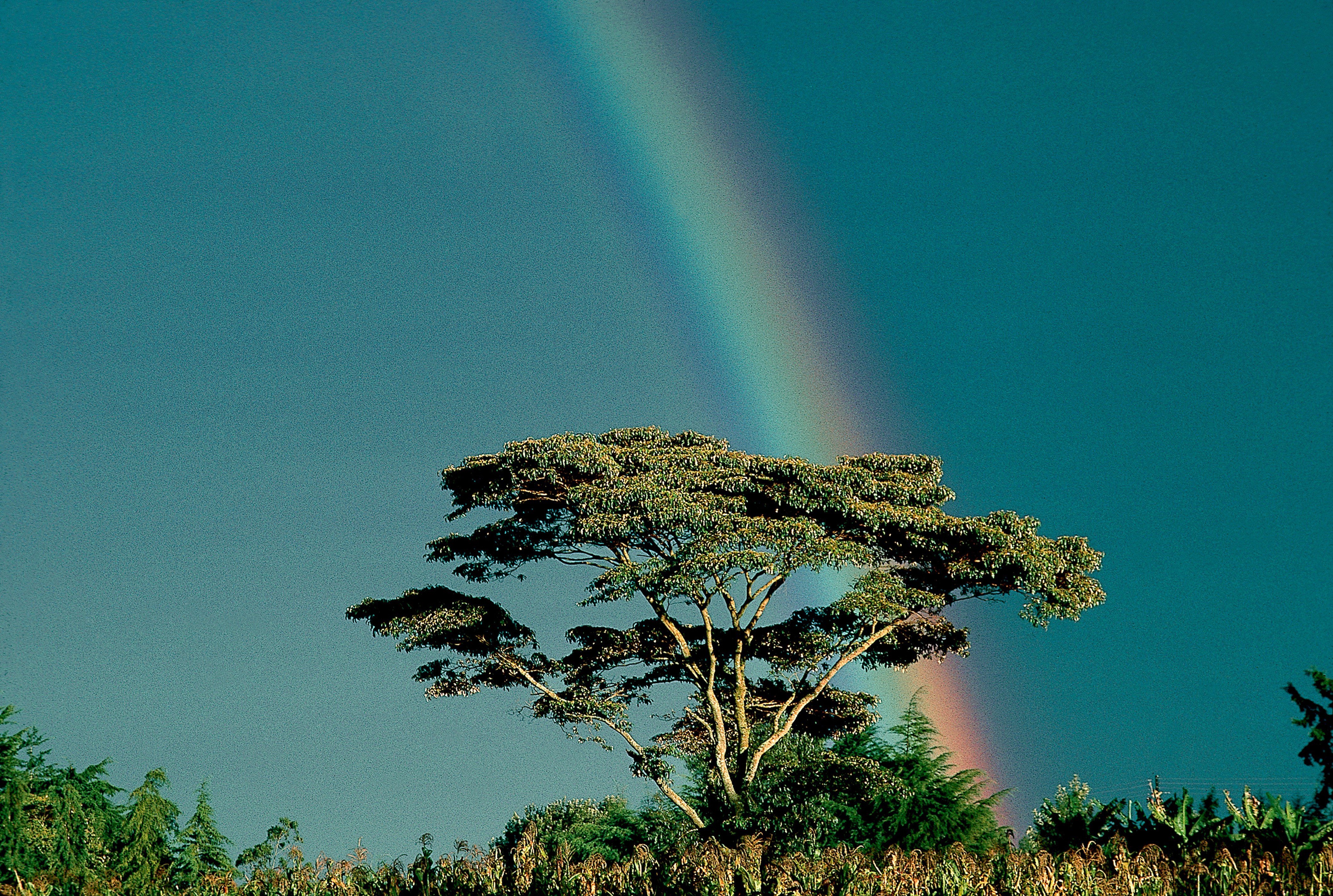 Dominique Leroy, Baobab et arc en ciel. Kenya Dominique Leroy, Baobab et arc en ciel. Kenya