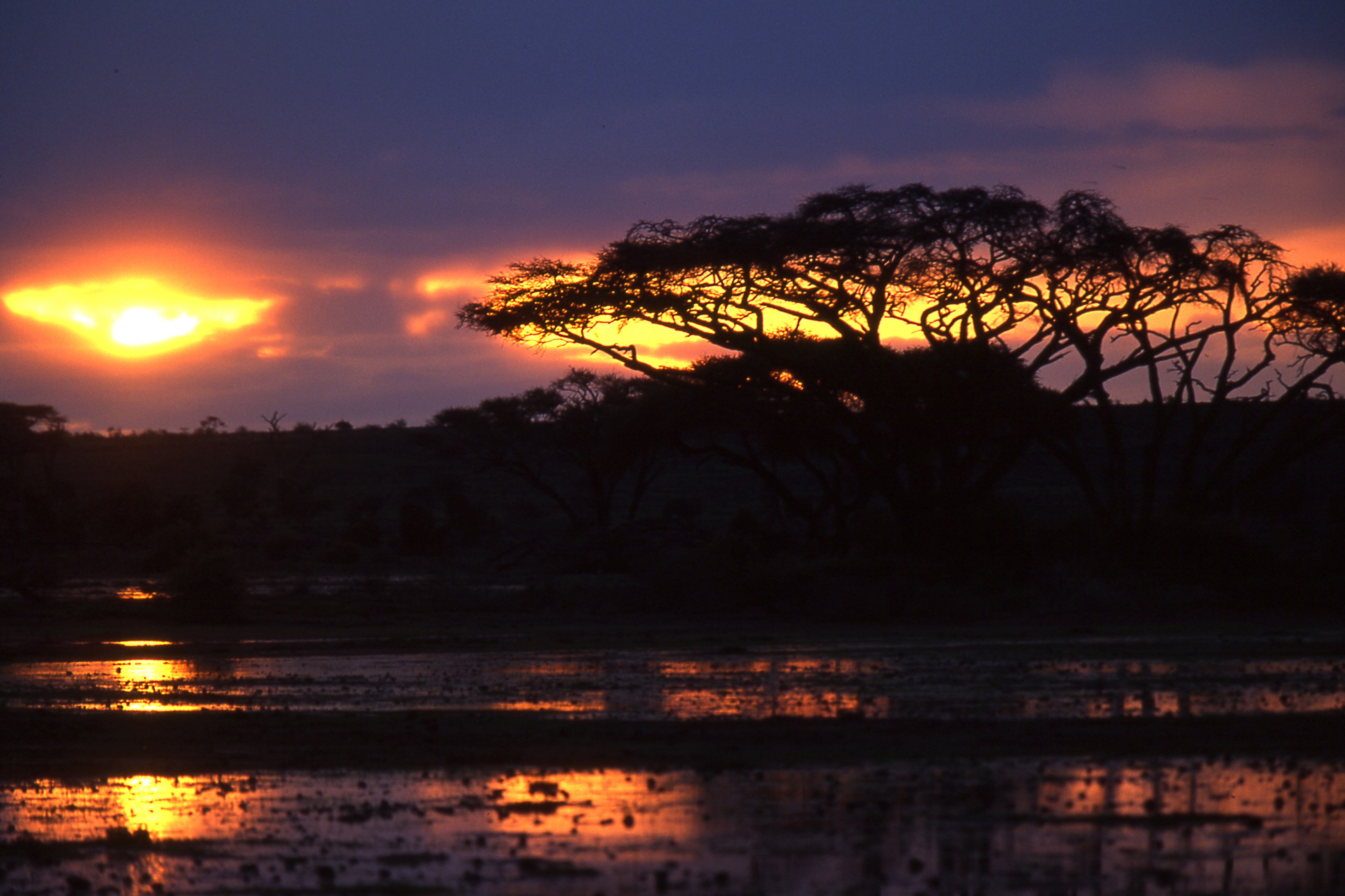 Dominique Leroy, Baobab. Kenya. Dominique Leroy, Baobab. Kenya.