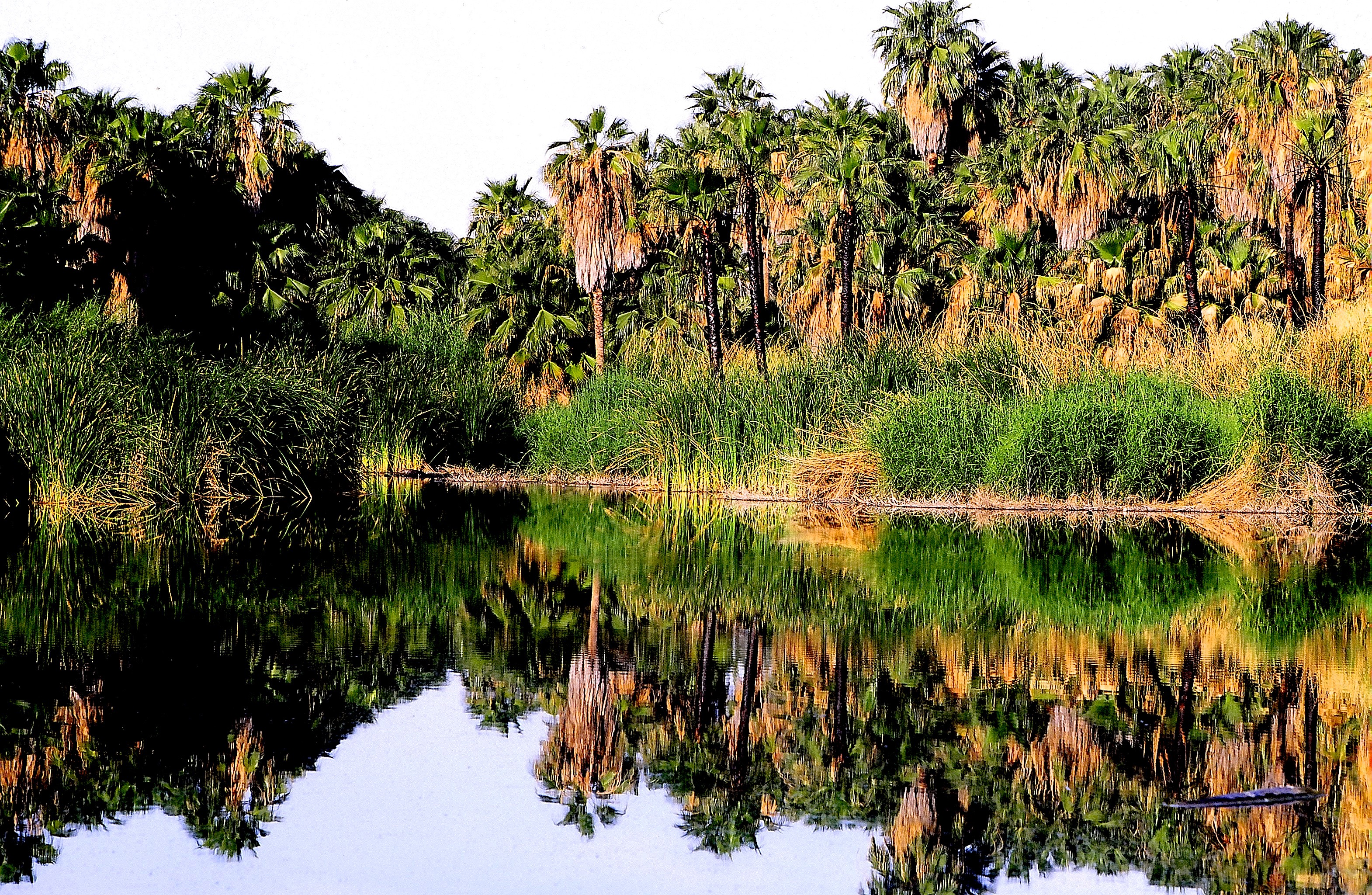 Dominique Leroy, Arbres et reflet en basse Californie. Mexique Dominique Leroy, Arbres et reflet en basse Californie. Mexique