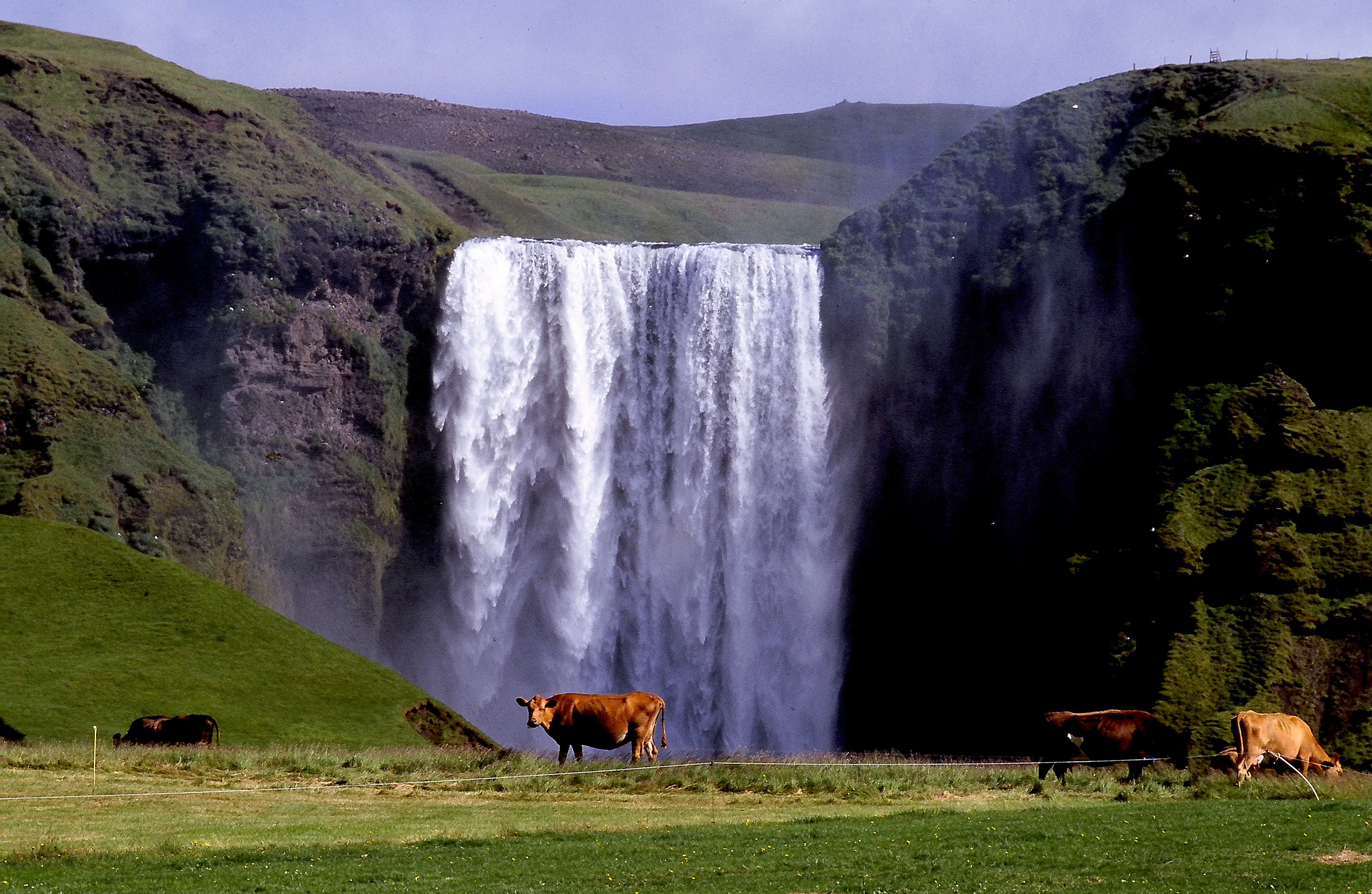Dominique Leroy, Vaches et chutes en Islande Dominique Leroy, Vaches et chutes en Islande