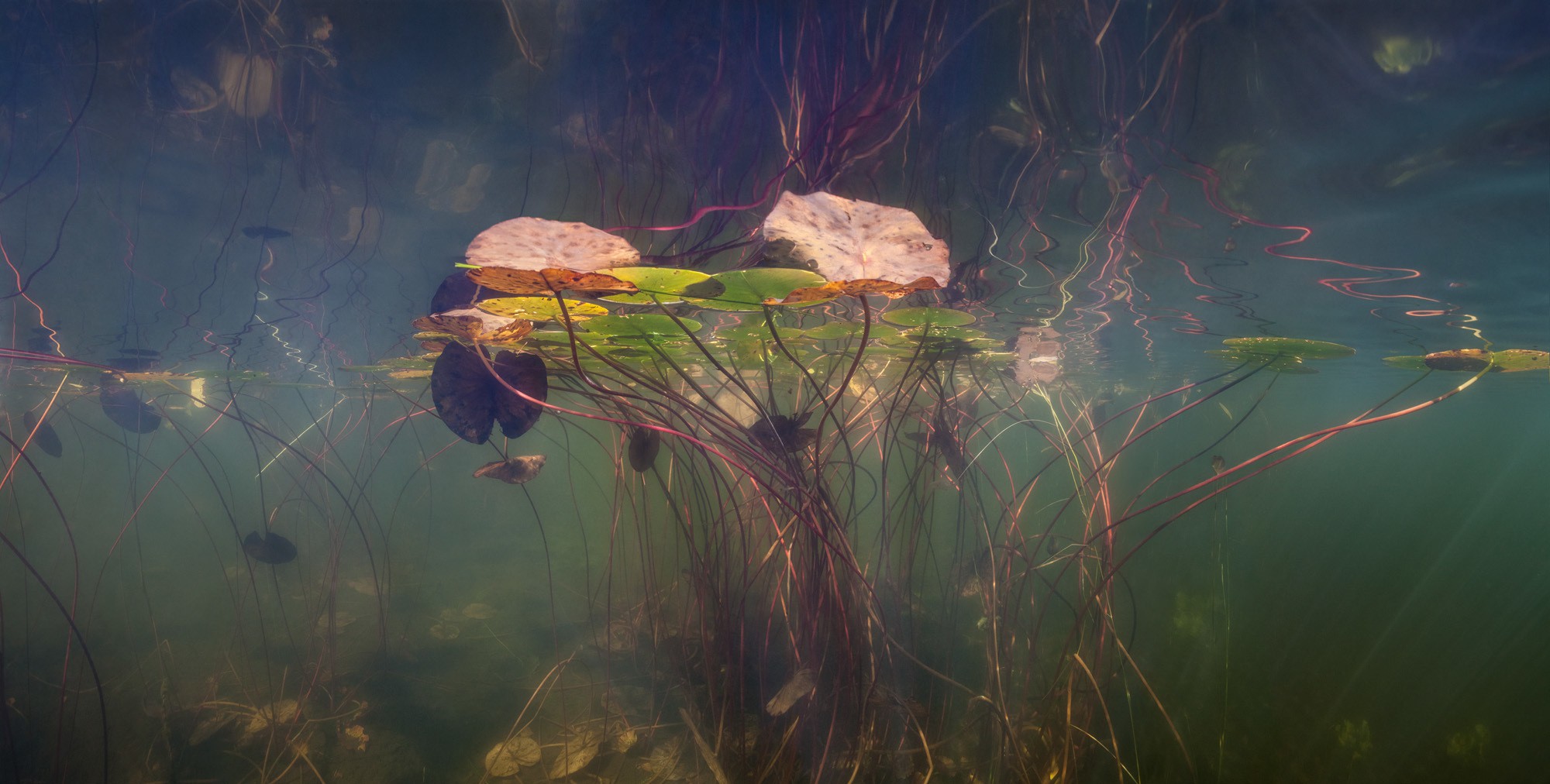 Anders Nils, Autumn Water Lilly Anders Nils, Autumn Water Lilly