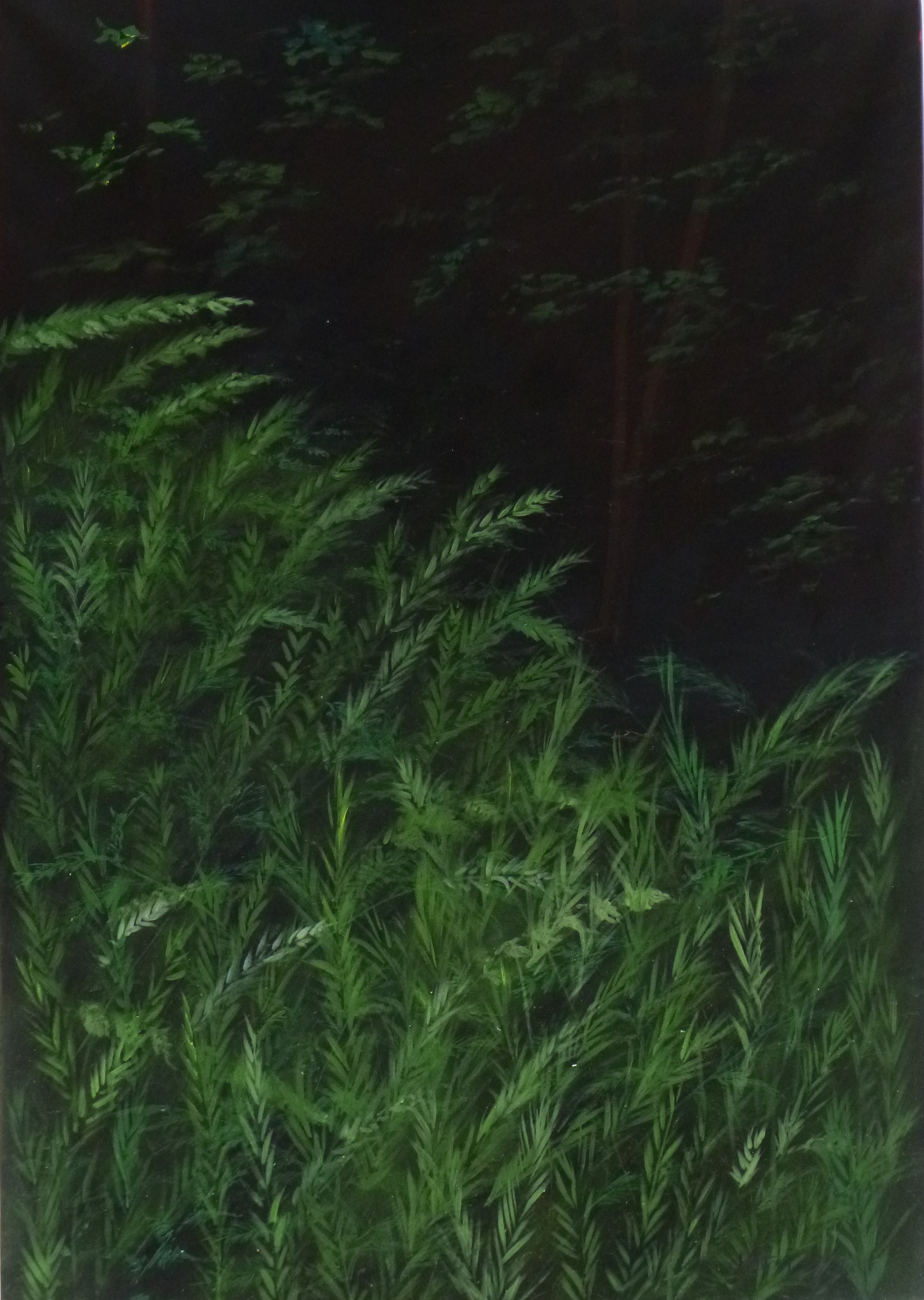 Jean-Marc Teillon, Série des Forêts No°8 Jean-Marc Teillon, Série des Forêts No°8