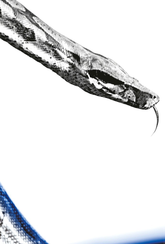 Mauricio Velez, Snake #46 Mauricio Velez, Snake #46