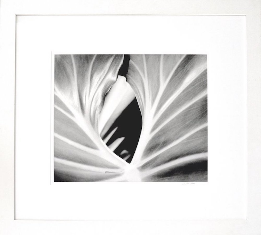 Iran Issa-Khan, The Leaf Iran Issa-Khan, The Leaf