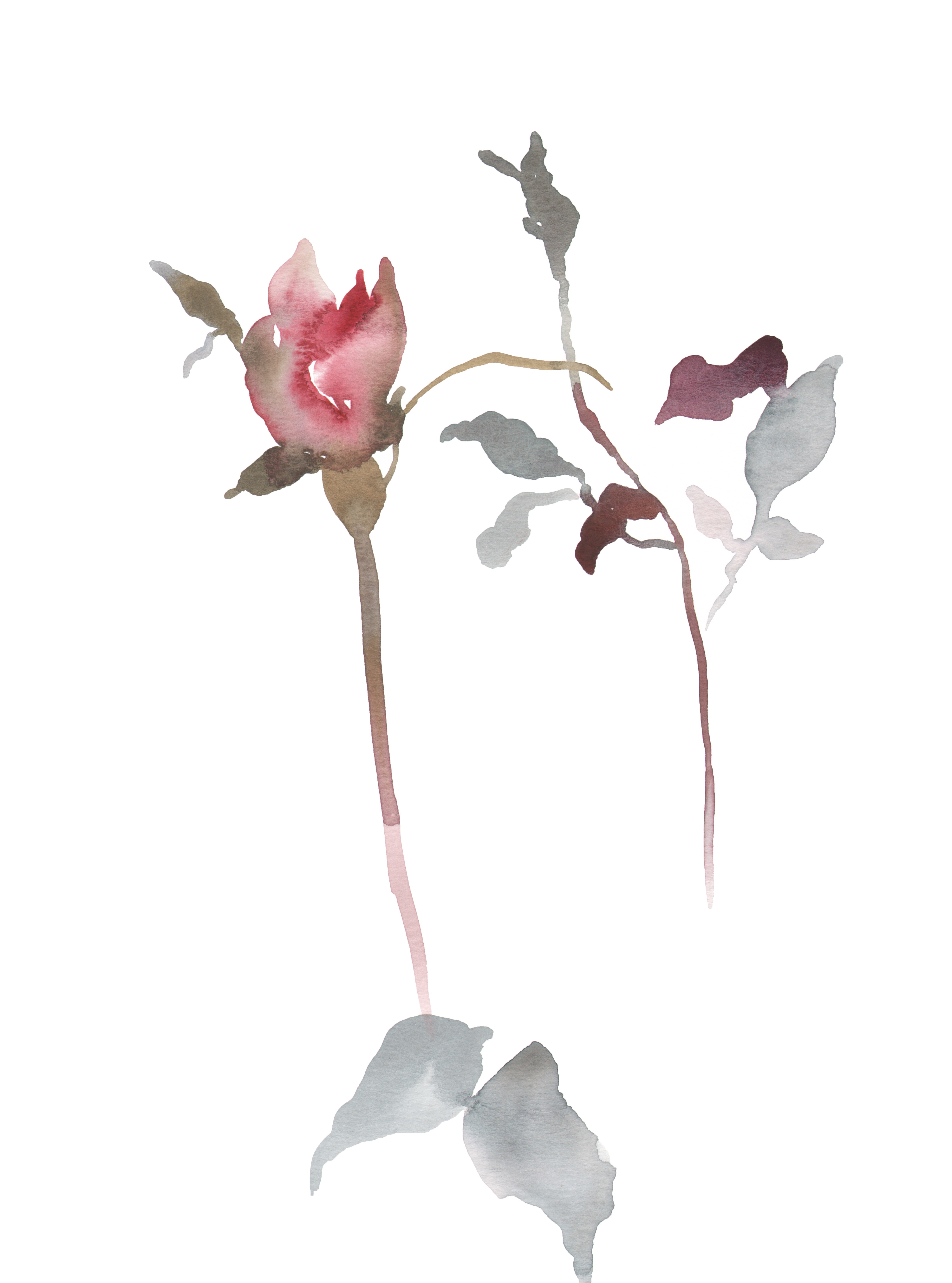 Elizabeth Becker, Rose Study No. 20 Elizabeth Becker, Rose Study No. 20