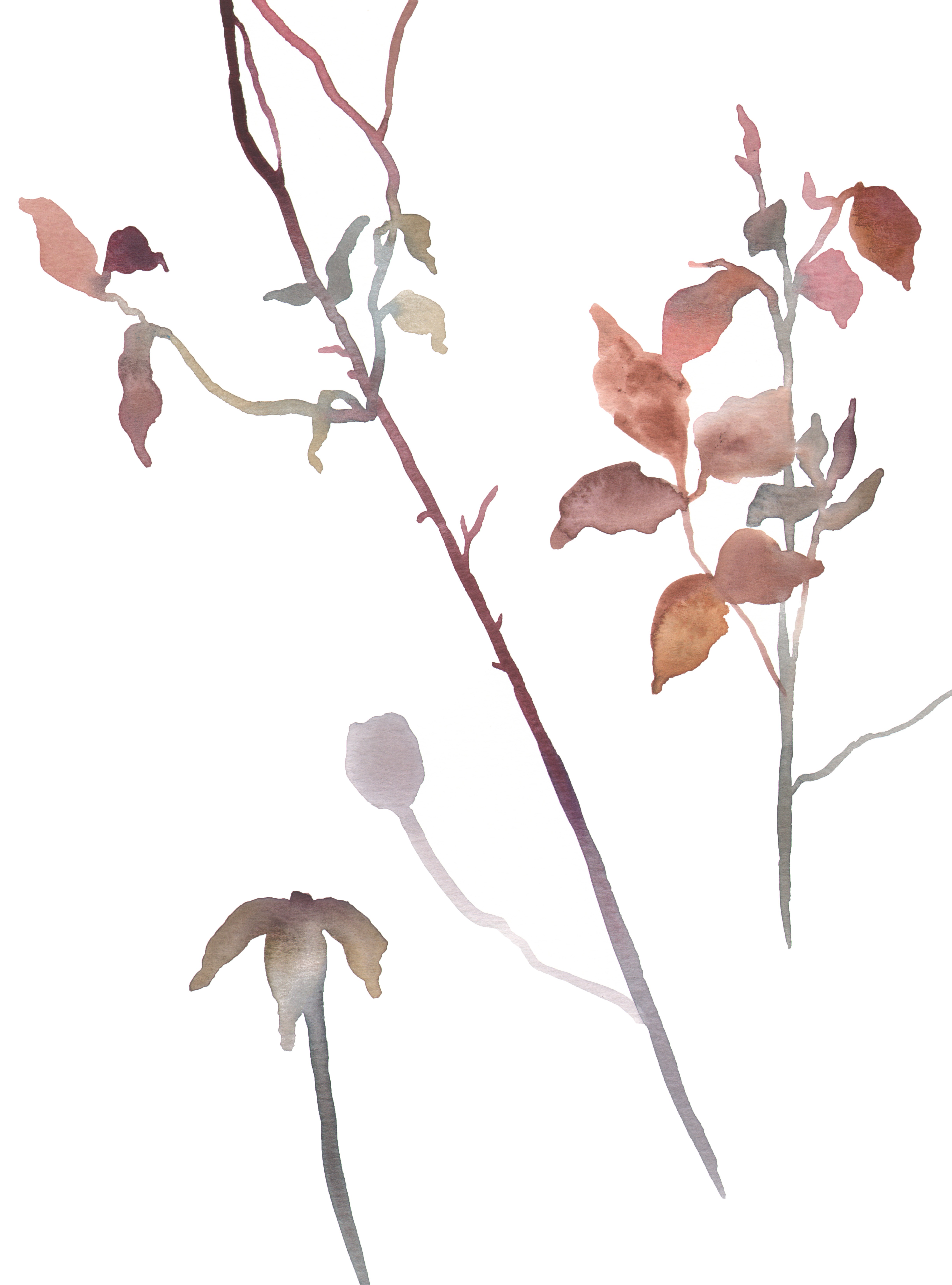 Elizabeth Becker, Rose Study No. 21 Elizabeth Becker, Rose Study No. 21