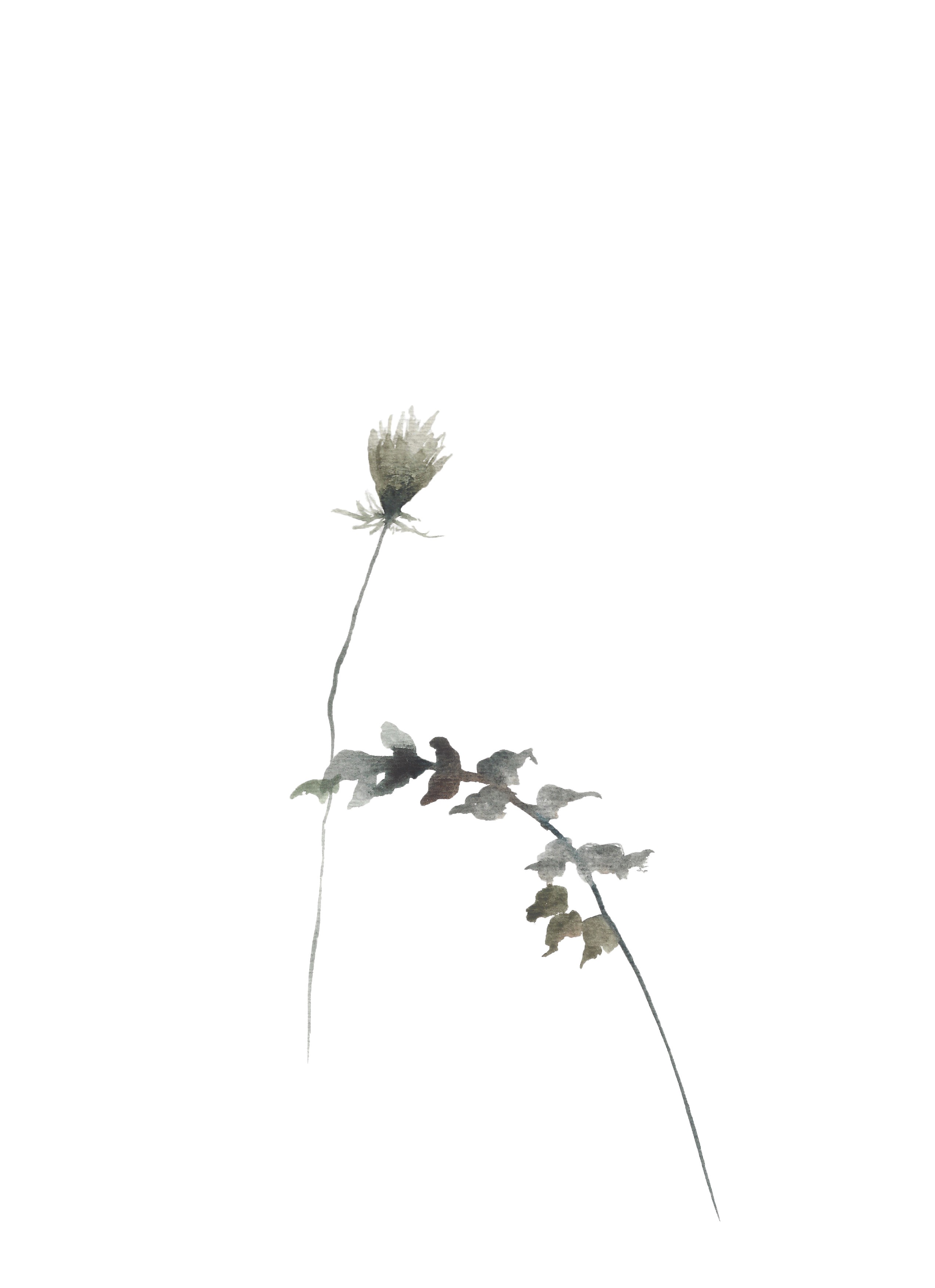 Elizabeth Becker, Queen Anne's Lace No. 1 Elizabeth Becker, Queen Anne's Lace No. 1