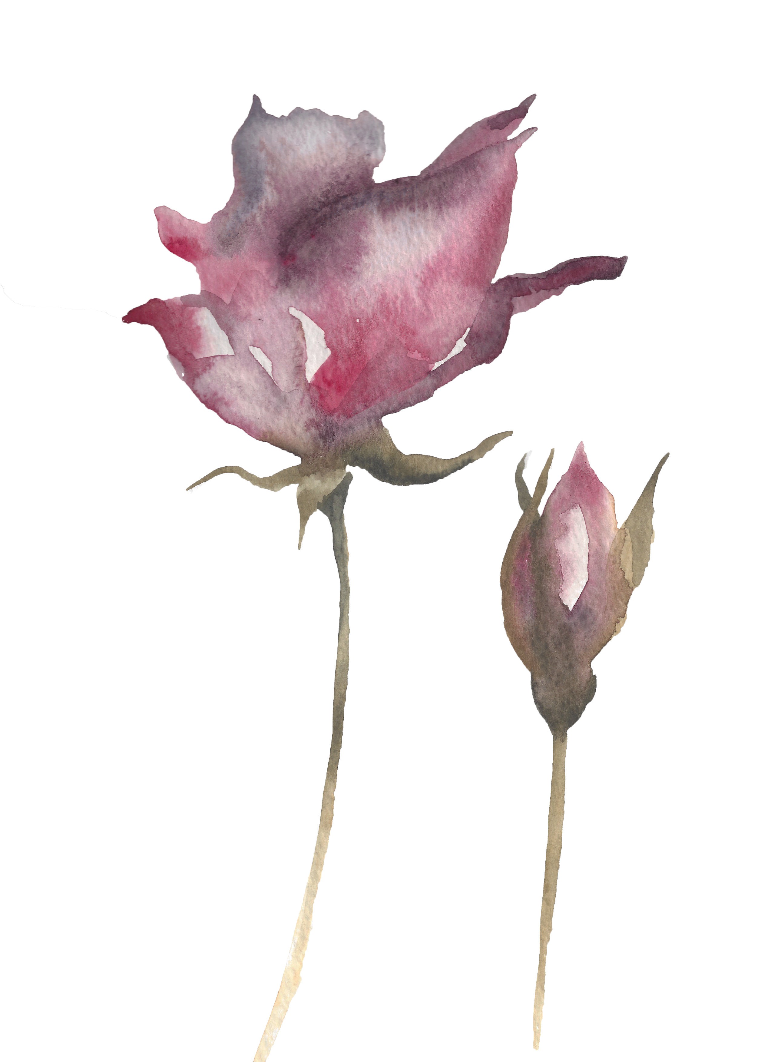 Elizabeth Becker, Rose Study No. 4 Elizabeth Becker, Rose Study No. 4
