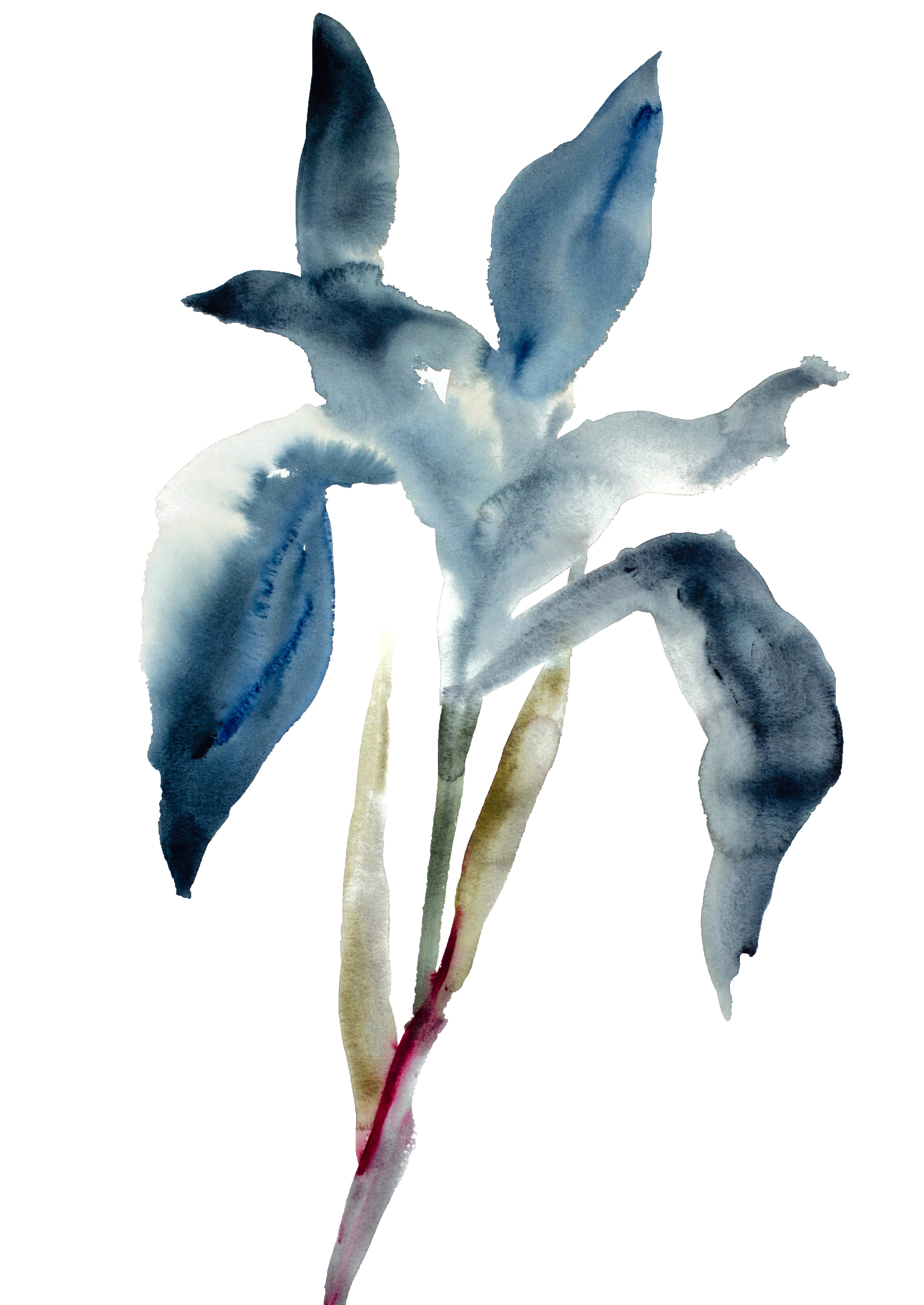 Elizabeth Becker, Iris No. 44 Elizabeth Becker, Iris No. 44