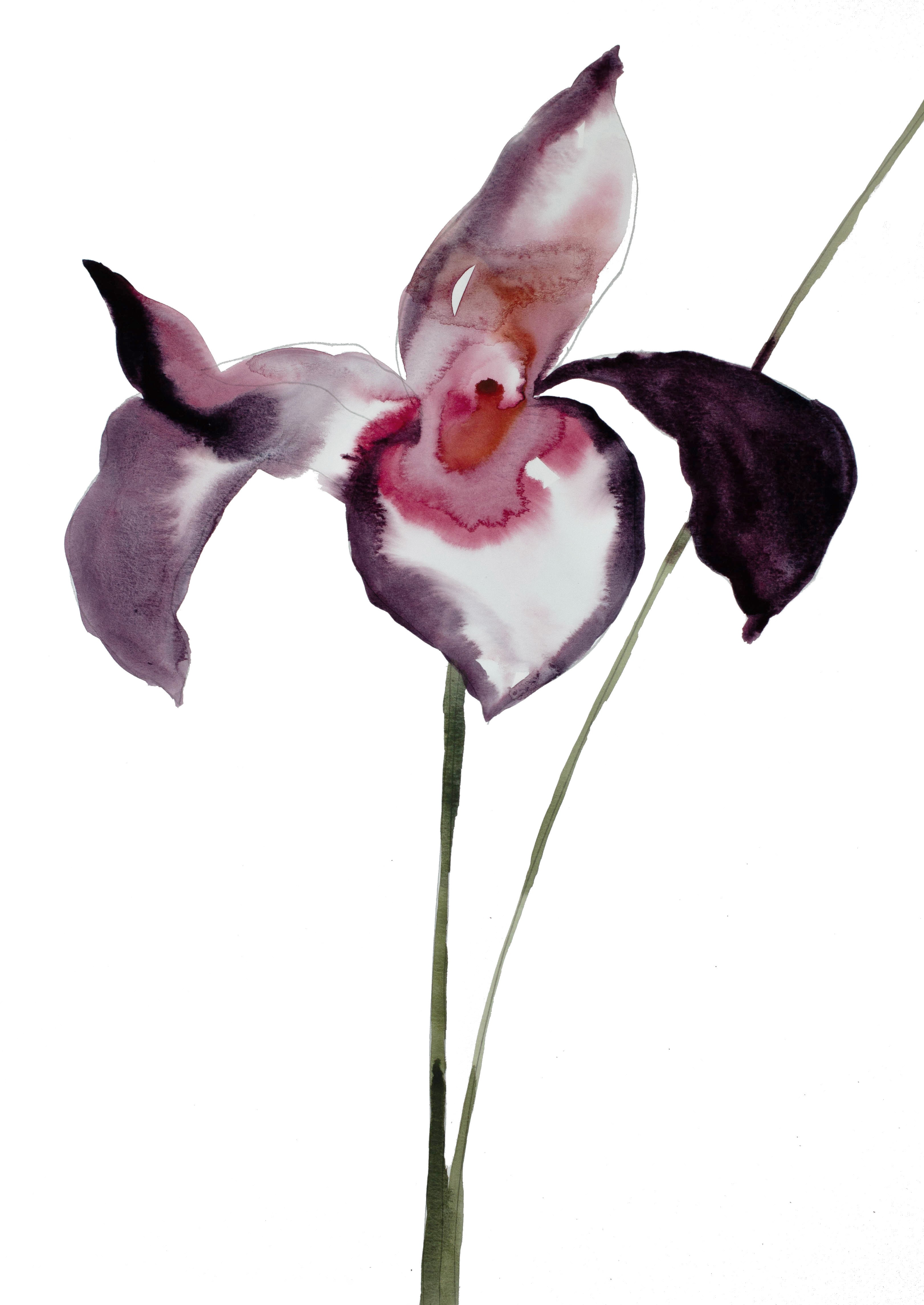 Elizabeth Becker, Iris No. 47 Elizabeth Becker, Iris No. 47