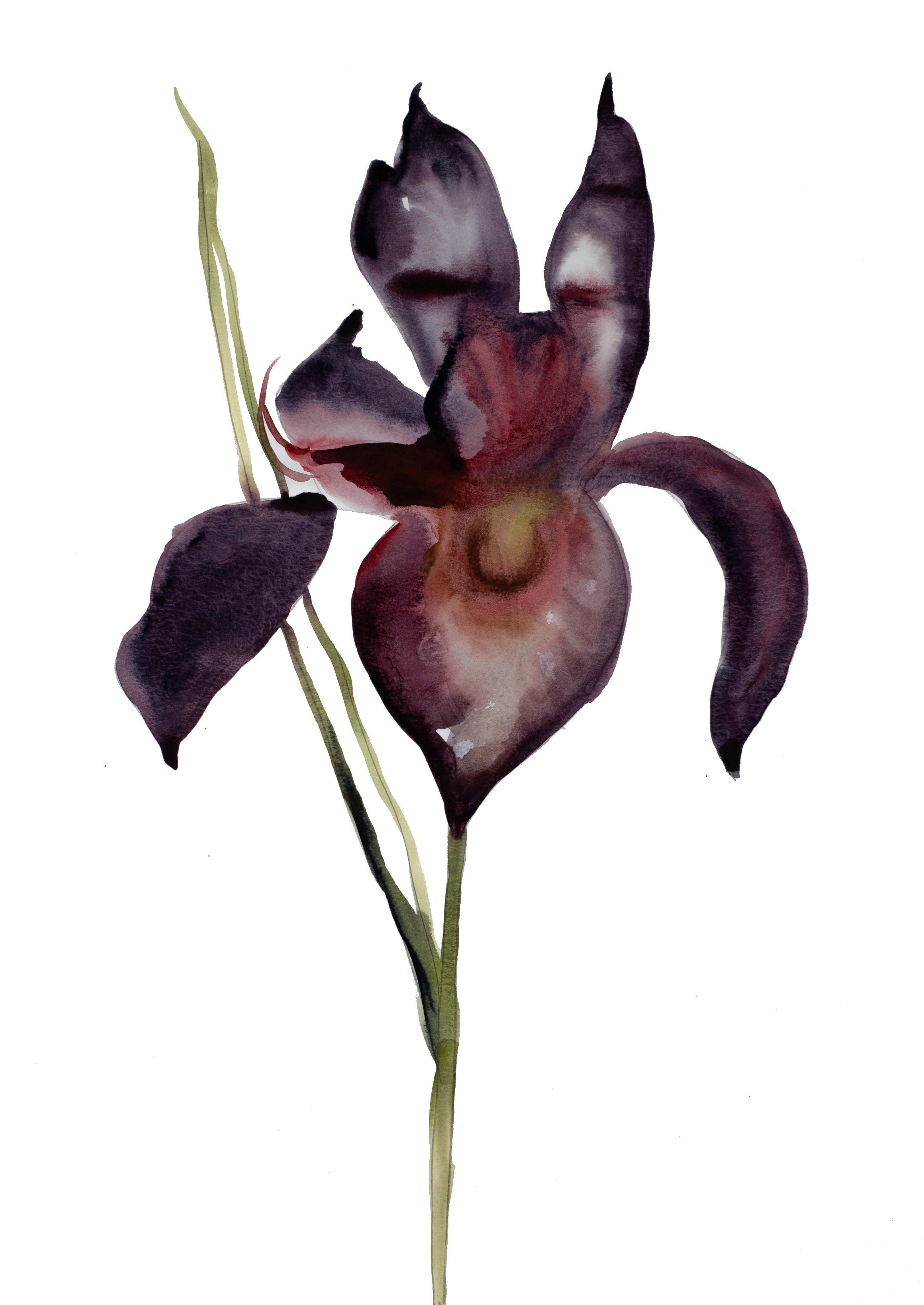 Elizabeth Becker, Iris No. 48 Elizabeth Becker, Iris No. 48