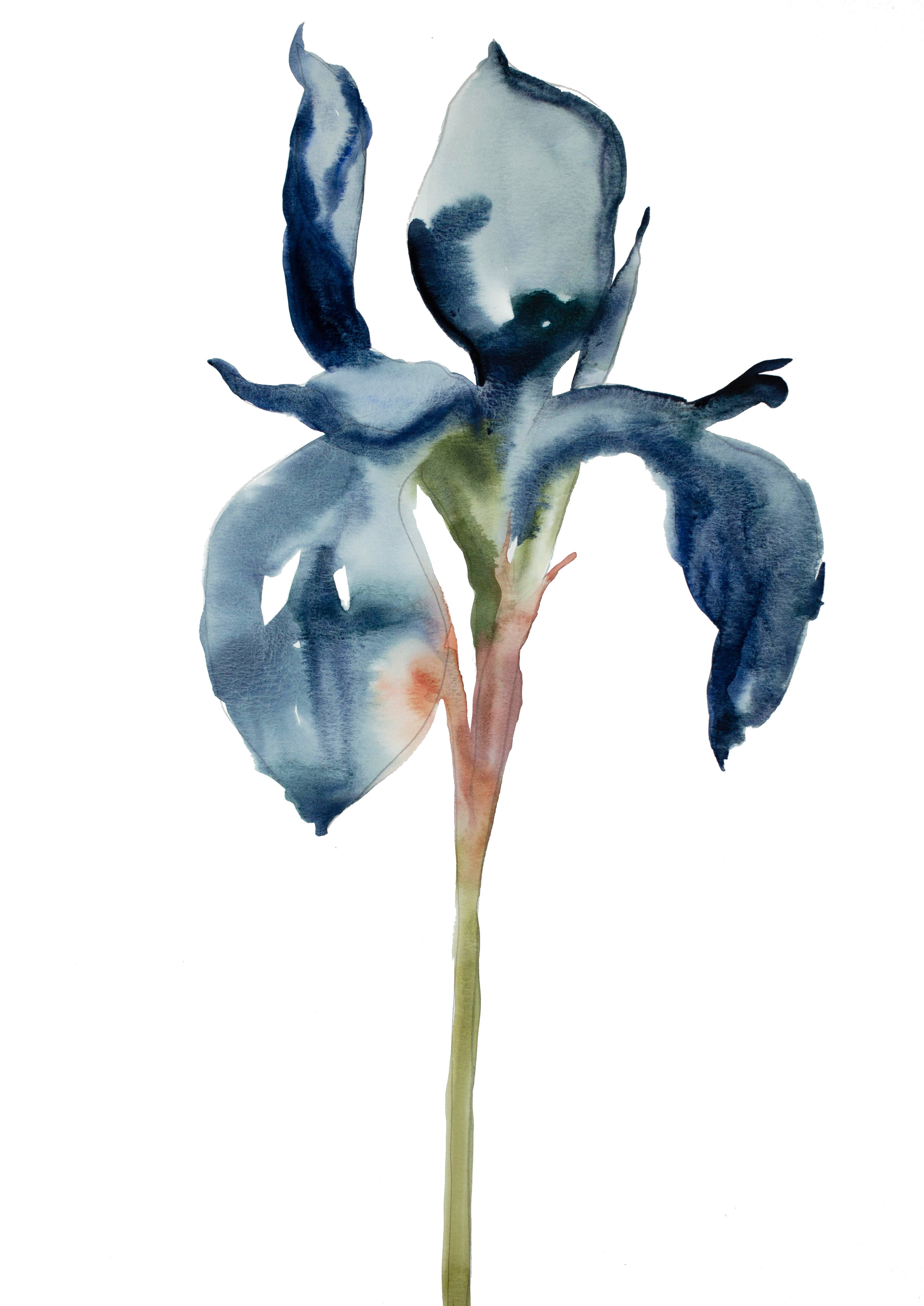 Elizabeth Becker, Iris No. 49 Elizabeth Becker, Iris No. 49