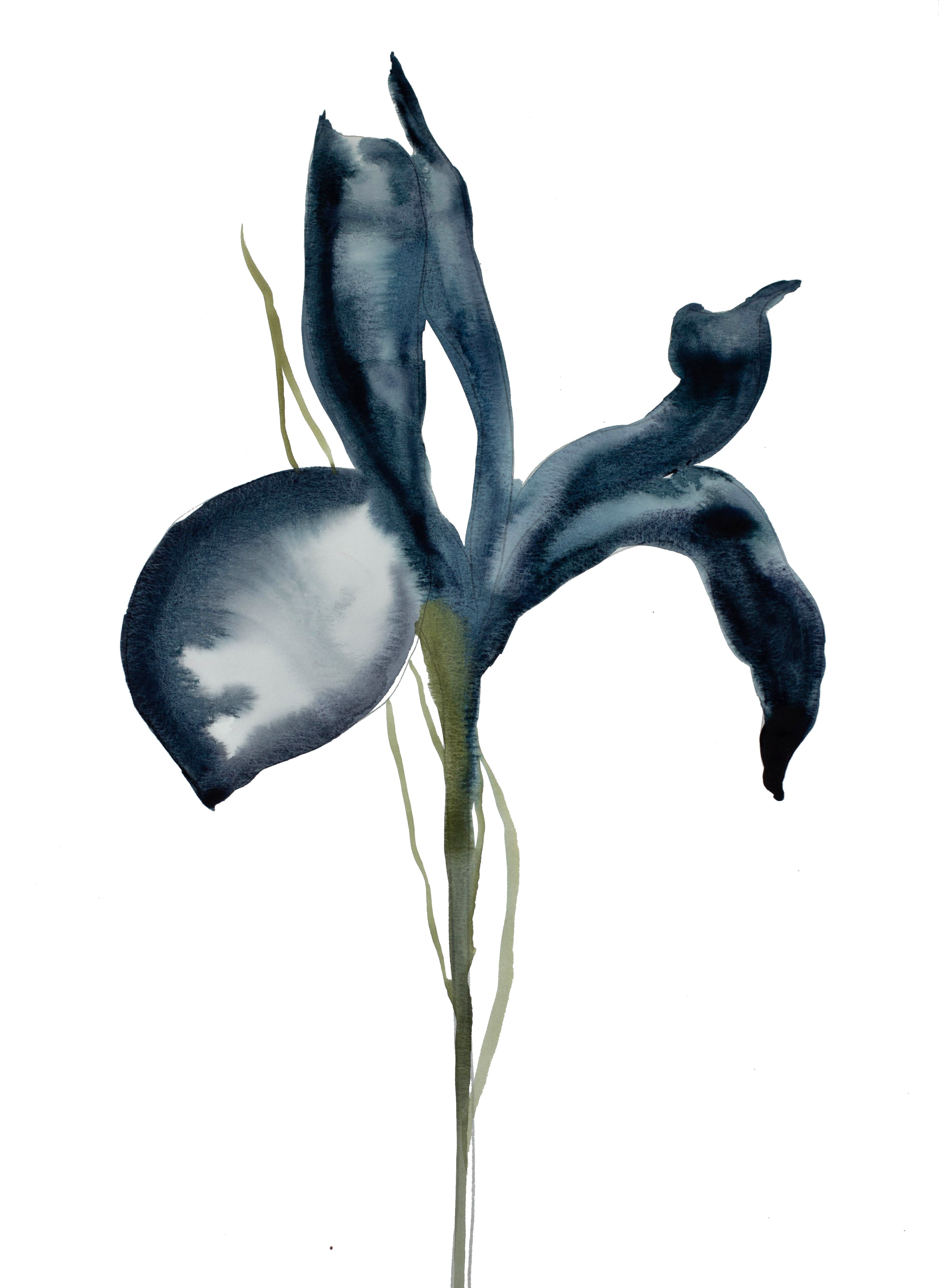 Elizabeth Becker, Iris No. 50 Elizabeth Becker, Iris No. 50