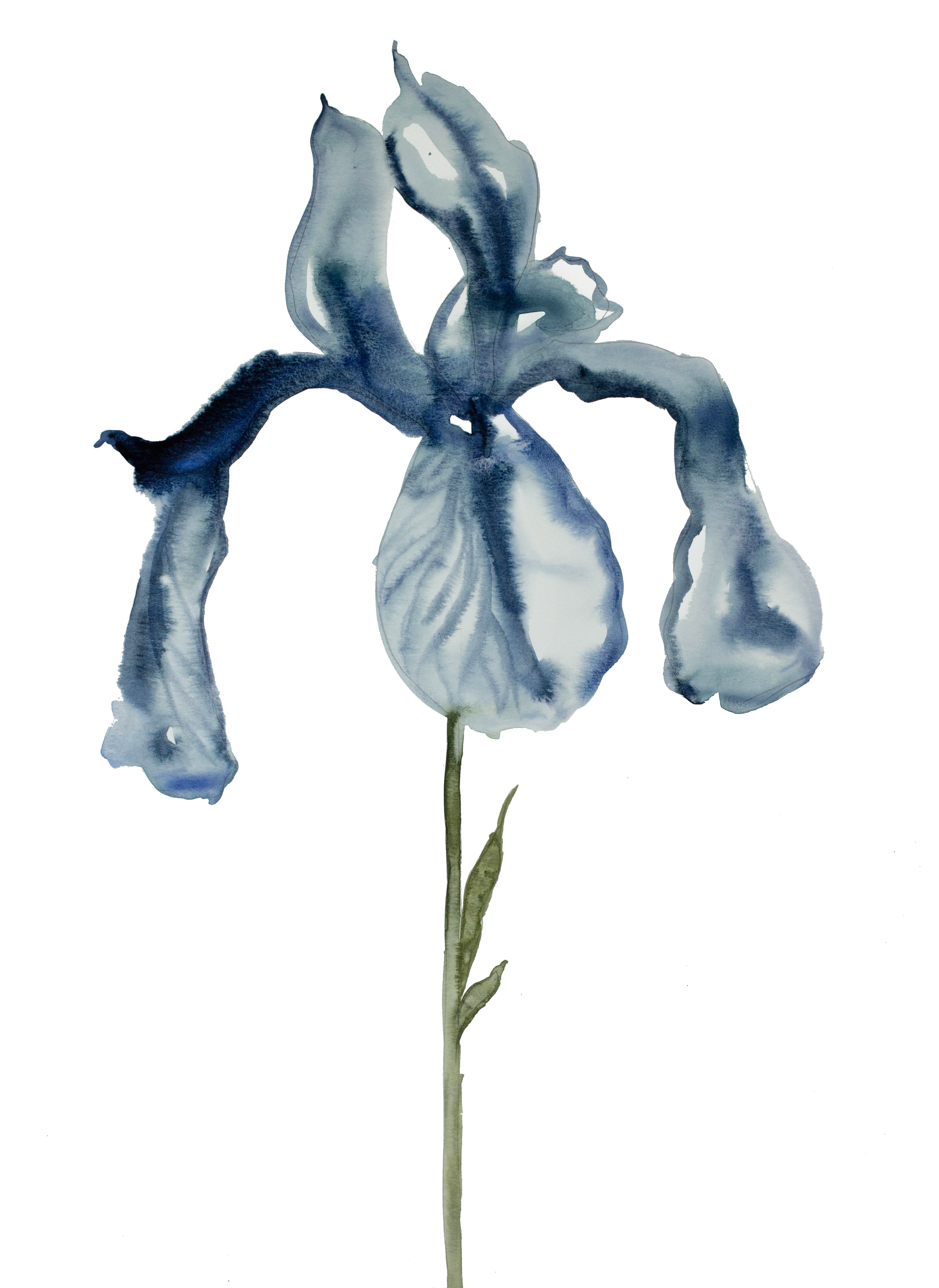 Elizabeth Becker, Iris No. 51 Elizabeth Becker, Iris No. 51