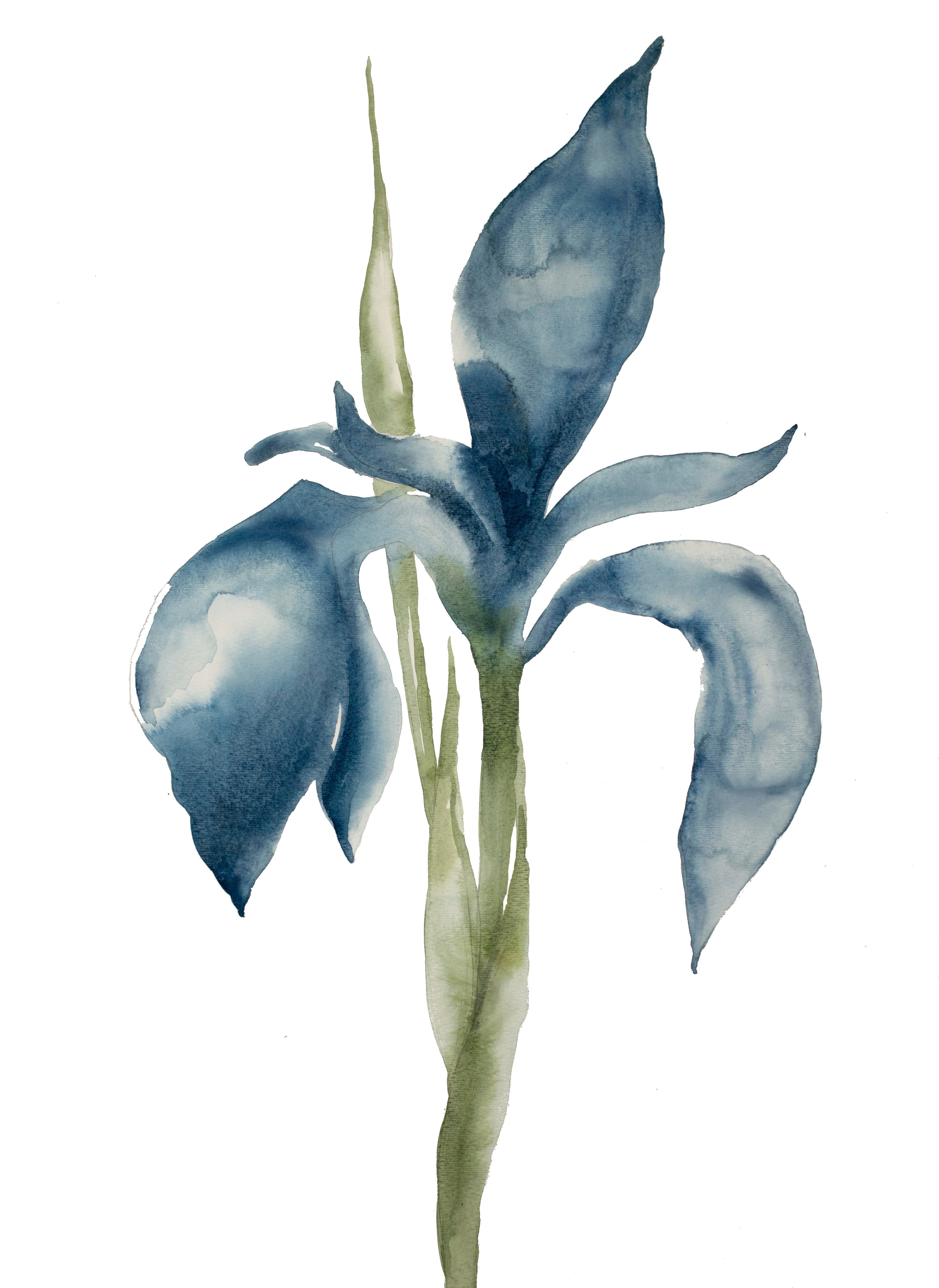 Elizabeth Becker, Iris No. 53 Elizabeth Becker, Iris No. 53
