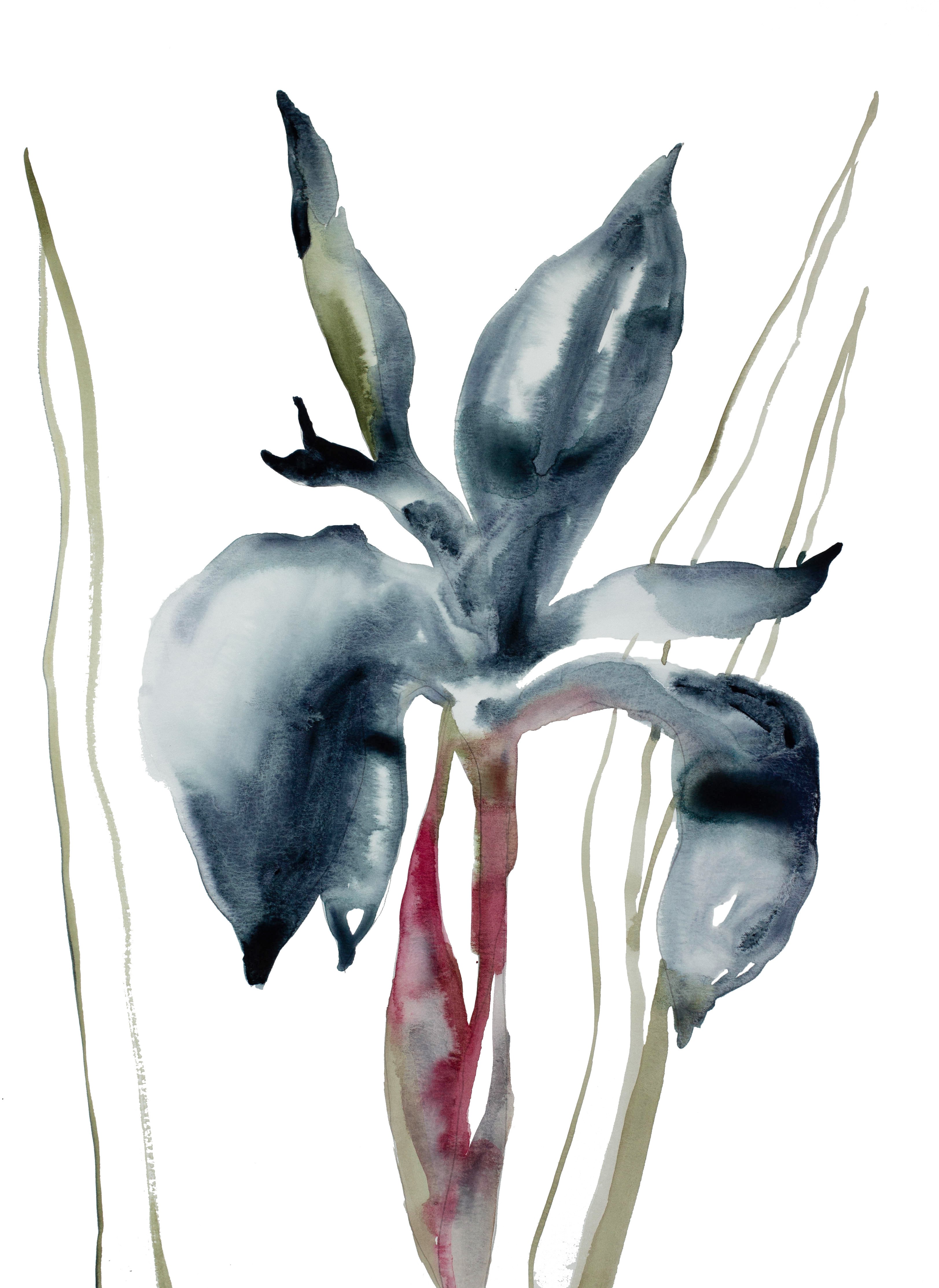 Elizabeth Becker, Iris No. 57 Elizabeth Becker, Iris No. 57