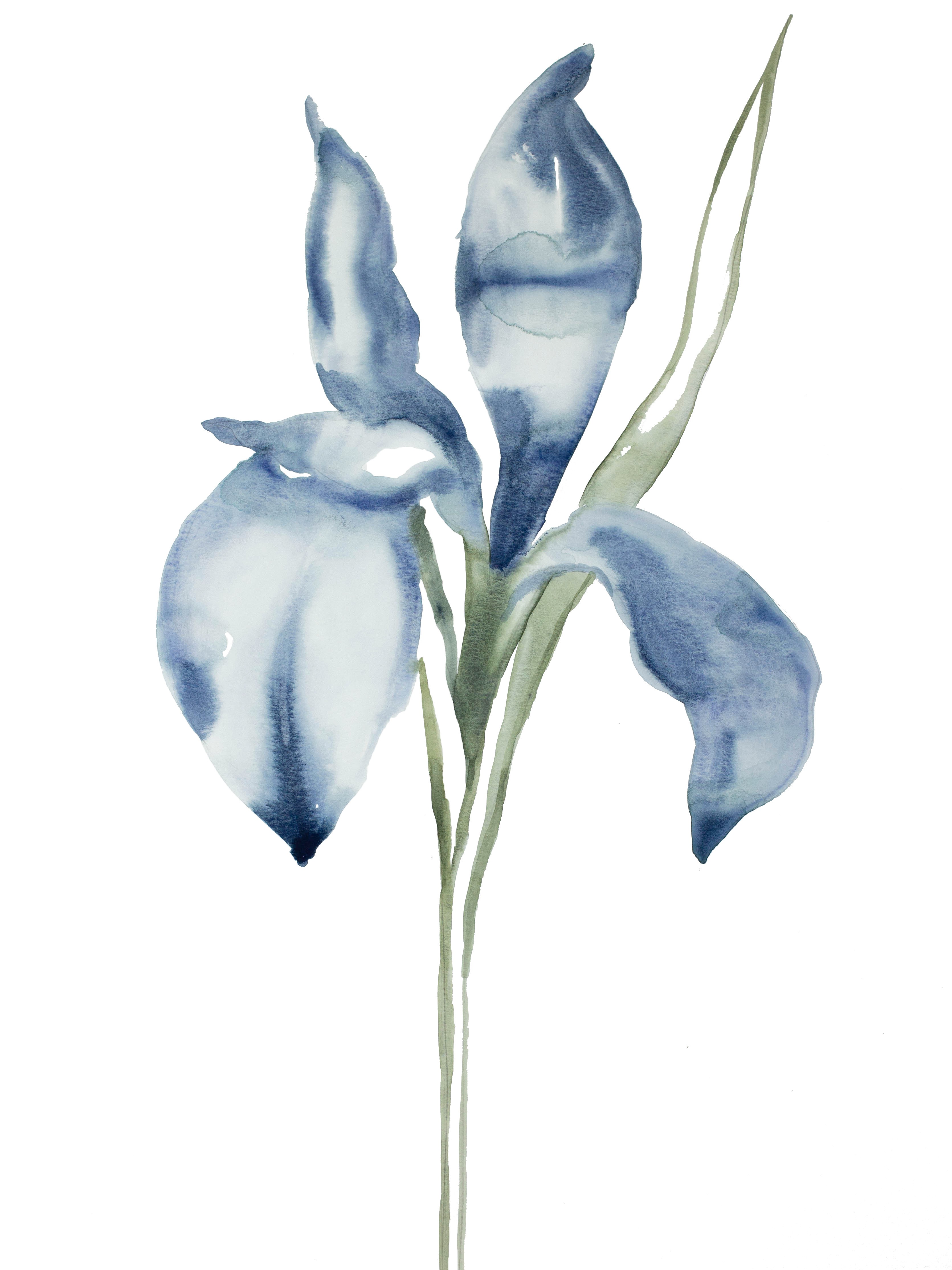 Elizabeth Becker, Iris No. 58 Elizabeth Becker, Iris No. 58