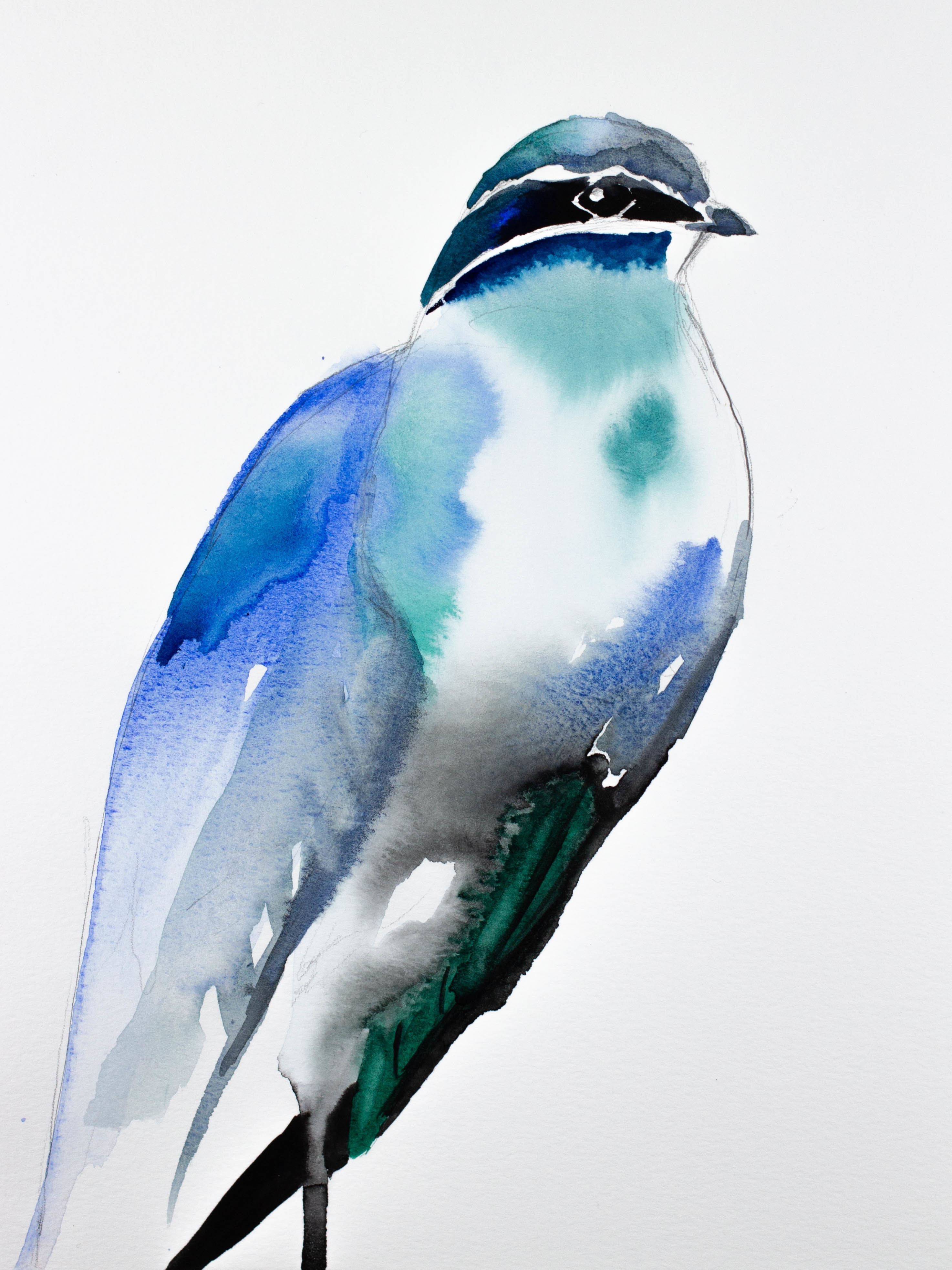 Elizabeth Becker, Whiskered Treeswift Elizabeth Becker, Whiskered Treeswift