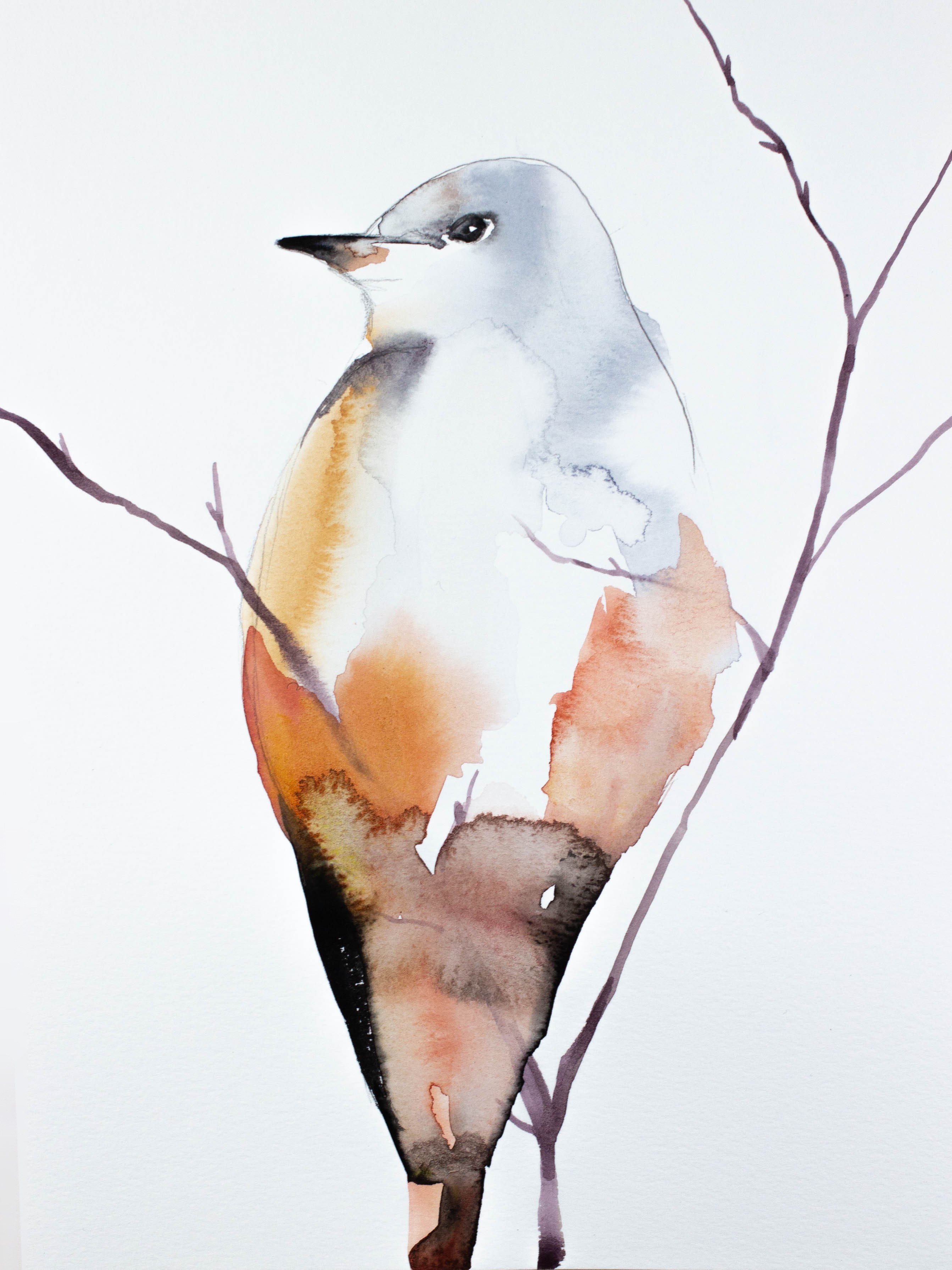 Elizabeth Becker, Scissortail Flycatcher Elizabeth Becker, Scissortail Flycatcher