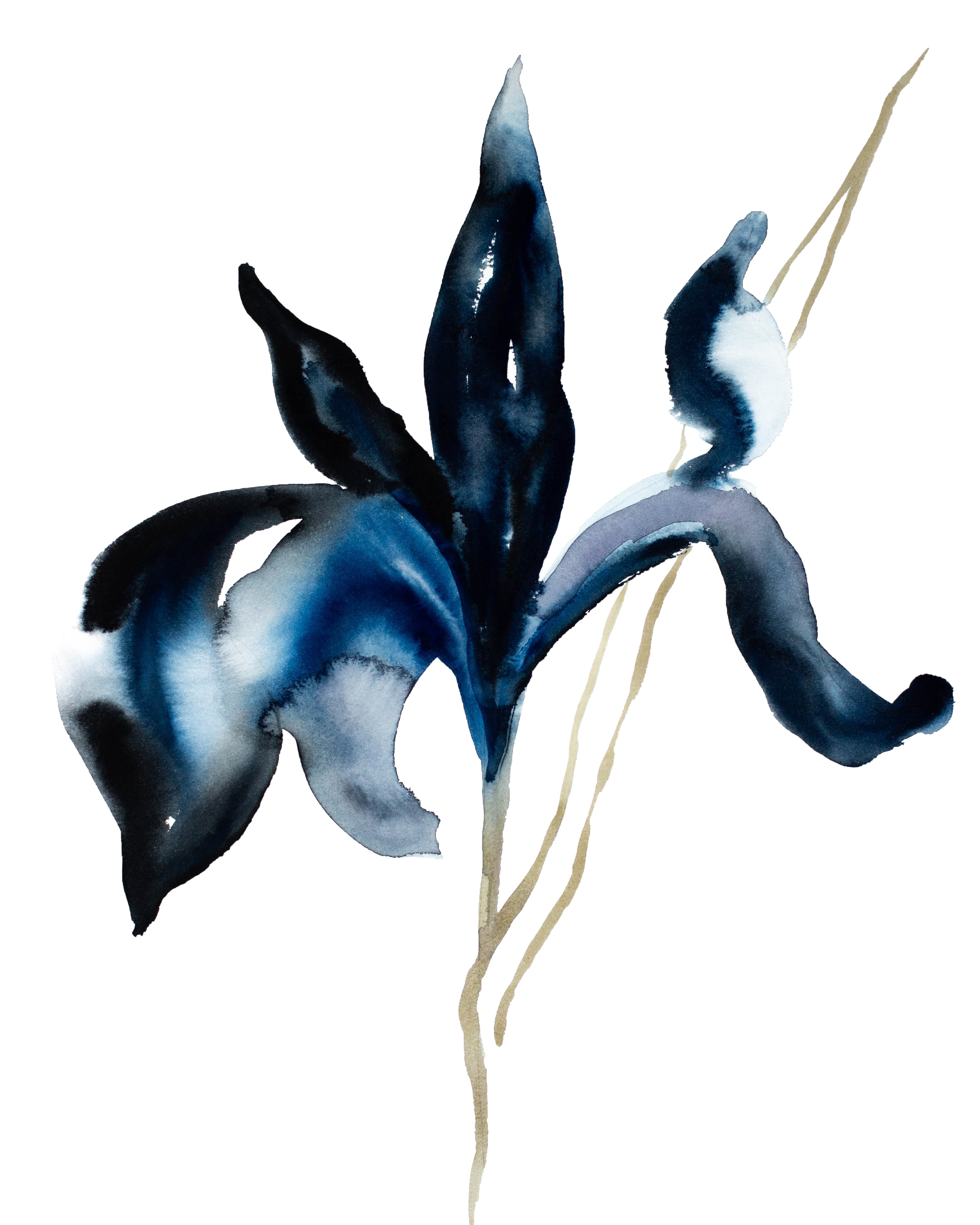 Elizabeth Becker, Iris No. 64 Elizabeth Becker, Iris No. 64