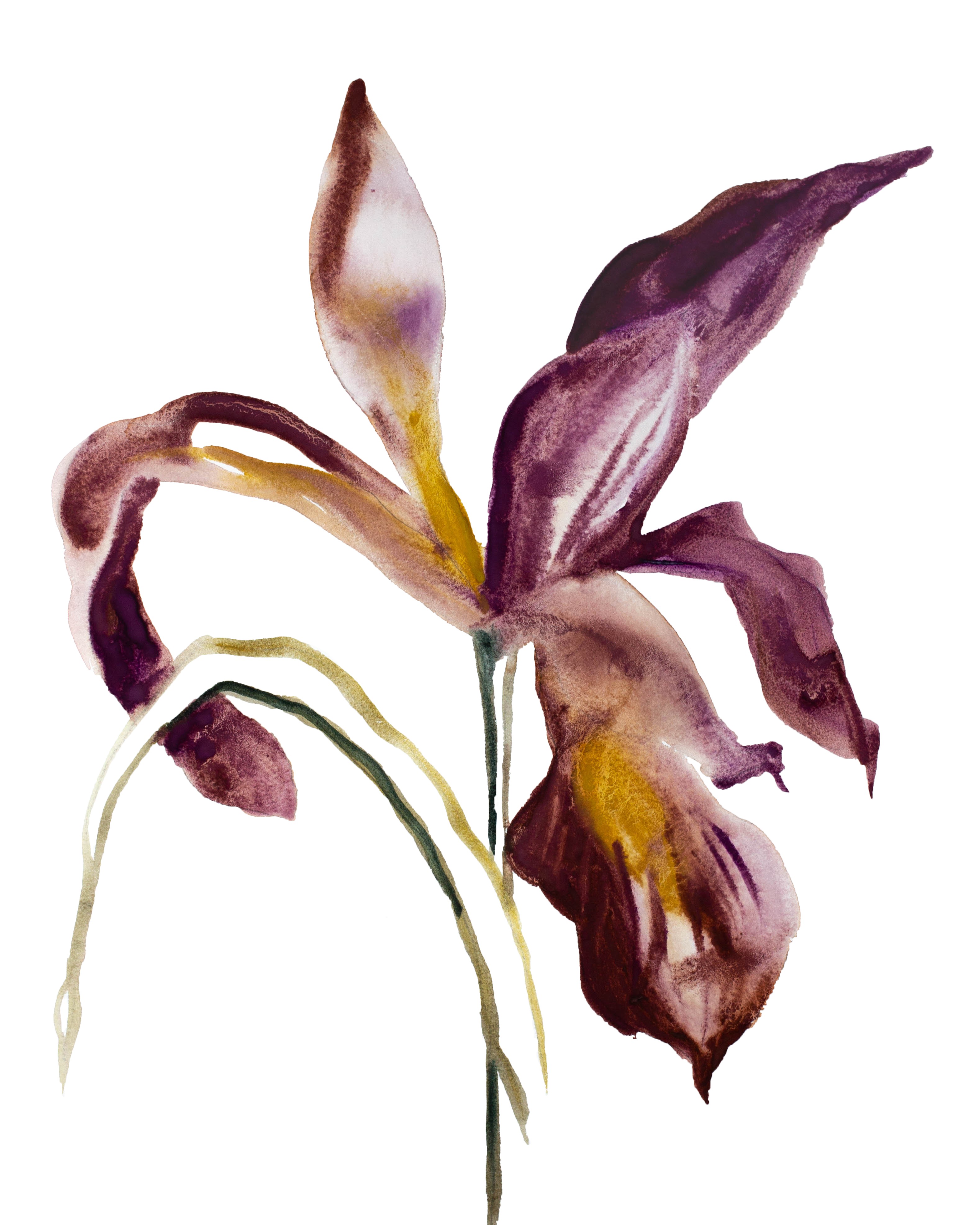 Elizabeth Becker, Iris No. 63 Elizabeth Becker, Iris No. 63