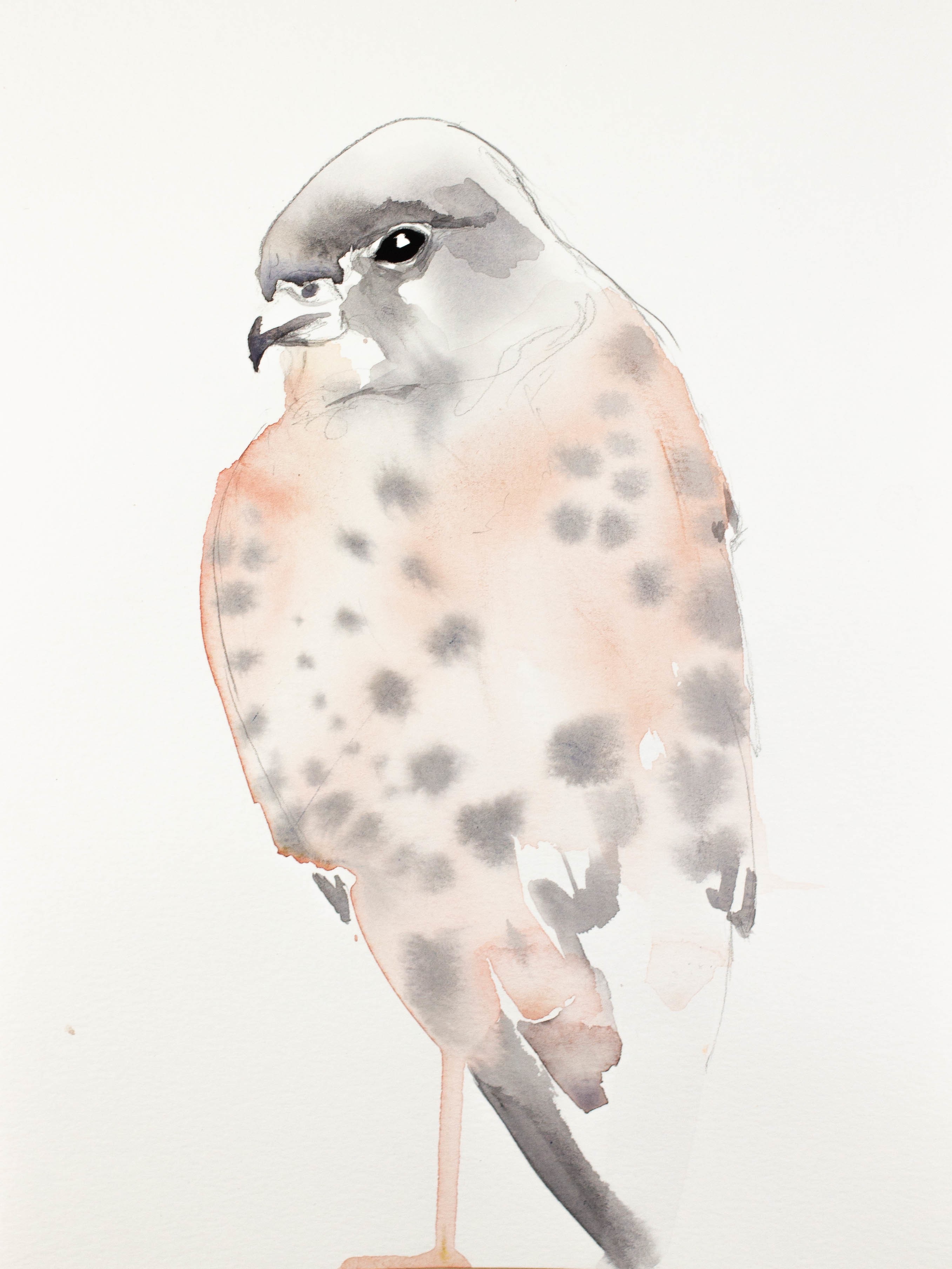 Elizabeth Becker, Peregrine Falcon Elizabeth Becker, Peregrine Falcon