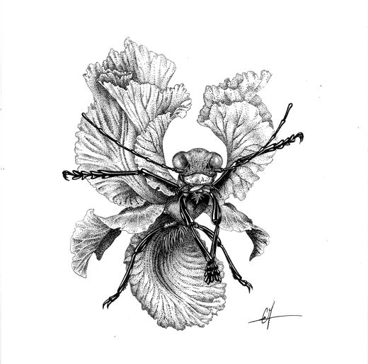 Camille Murgue