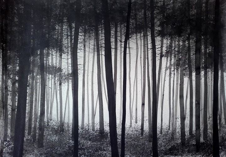 Forest – Filegree and Shadow Undergrown by Alvaro Petritoli, 2016 ...